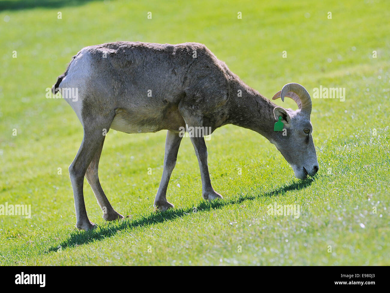 Las Vegas, Nevada, USA. 21. Oktober 2014. Eine Wüste Bighorn Schafe erscheint im Hemenway Park in Boulder City, Nevada auf Montag, 20. Oktober 2014. Ca. 60 Schafe aus der Herde River Mountains machen häufigen Besuche den Park, mit Blick auf Lake Mead, um Wasser und Weiden auf dem üppigen grünen Rasen. Besucher das beliebte Touristenattraktion, können alle Arten von Dickhornschafe Lämmern Männchen Reifen sehen. © David Becker/ZUMA Draht/Alamy Live-Nachrichten Stockfoto