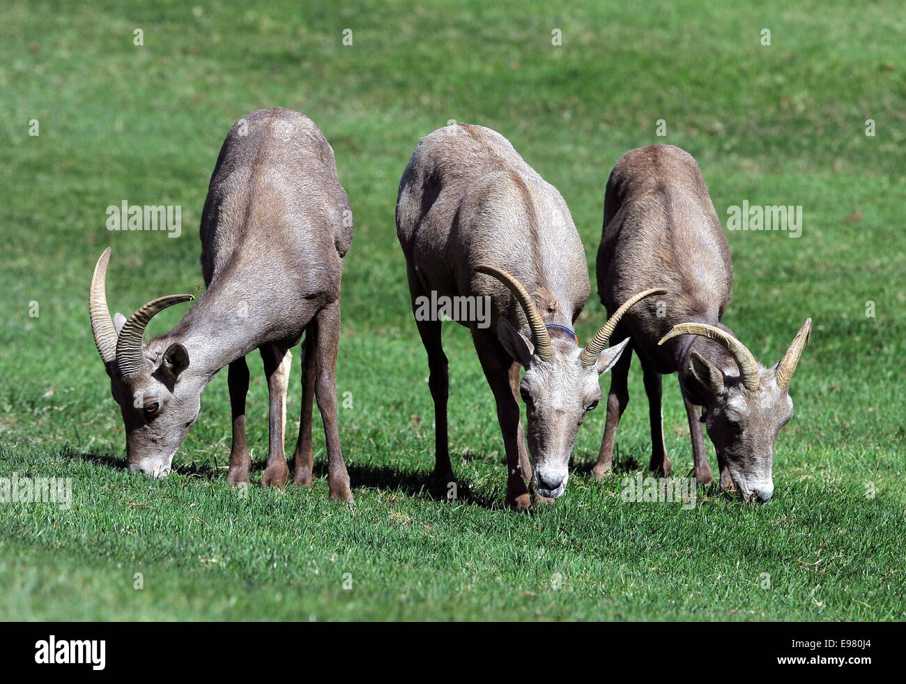 Las Vegas, Nevada, USA. 21. Oktober 2014. Wüste Bighorn Schafe erscheinen im Hemenway Park in Boulder City, Nevada auf Montag, 20. Oktober 2014. Ca. 60 Schafe aus der Herde River Mountains machen häufigen Besuche den Park, mit Blick auf Lake Mead, um Wasser und Weiden auf dem üppigen grünen Rasen. Besucher das beliebte Touristenattraktion, können alle Arten von Dickhornschafe Lämmern Männchen Reifen sehen. © David Becker/ZUMA Draht/Alamy Live-Nachrichten Stockfoto