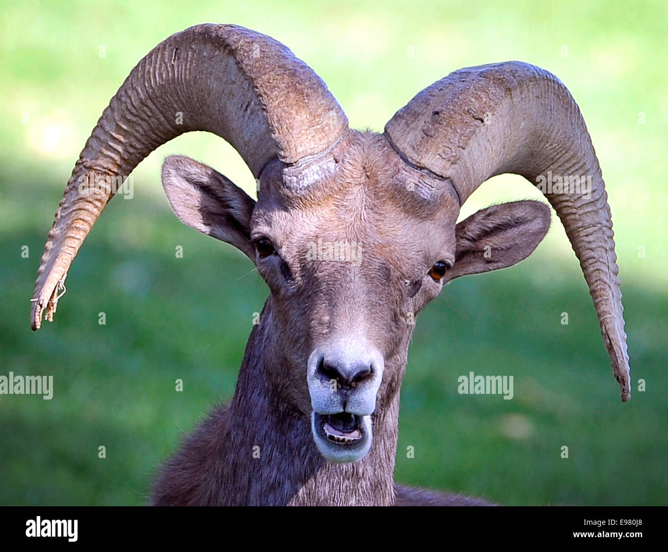 Las Vegas, Nevada, USA. 21. Oktober 2014. Eine Wüste Bighorn Schafe erscheint im Hemenway Park in Boulder City, Nevada auf Montag, 20. Oktober 2014. Ca. 60 Schafe aus der Herde River Mountains machen häufigen Besuche den Park, mit Blick auf Lake Mead, um Wasser und Weiden auf dem üppigen grünen Rasen. Besucher das beliebte Touristenattraktion, können alle Arten von Dickhornschafe Lämmern Männchen Reifen sehen. © David Becker/ZUMA Draht/Alamy Live-Nachrichten Stockfoto