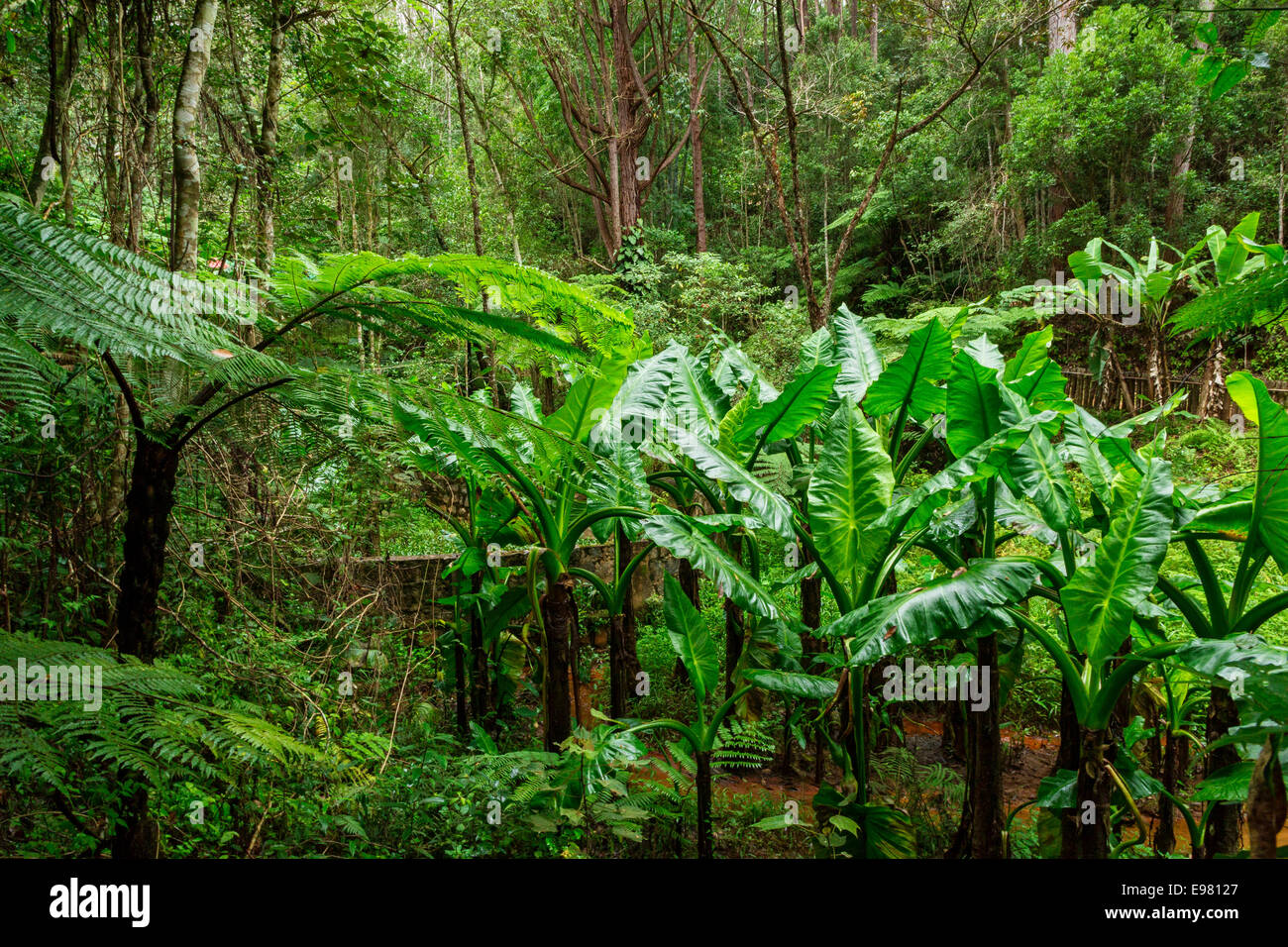 Tropische Vegetation, Vakôna Forest Lodge, Andasibe, Madagaskar Stockfoto