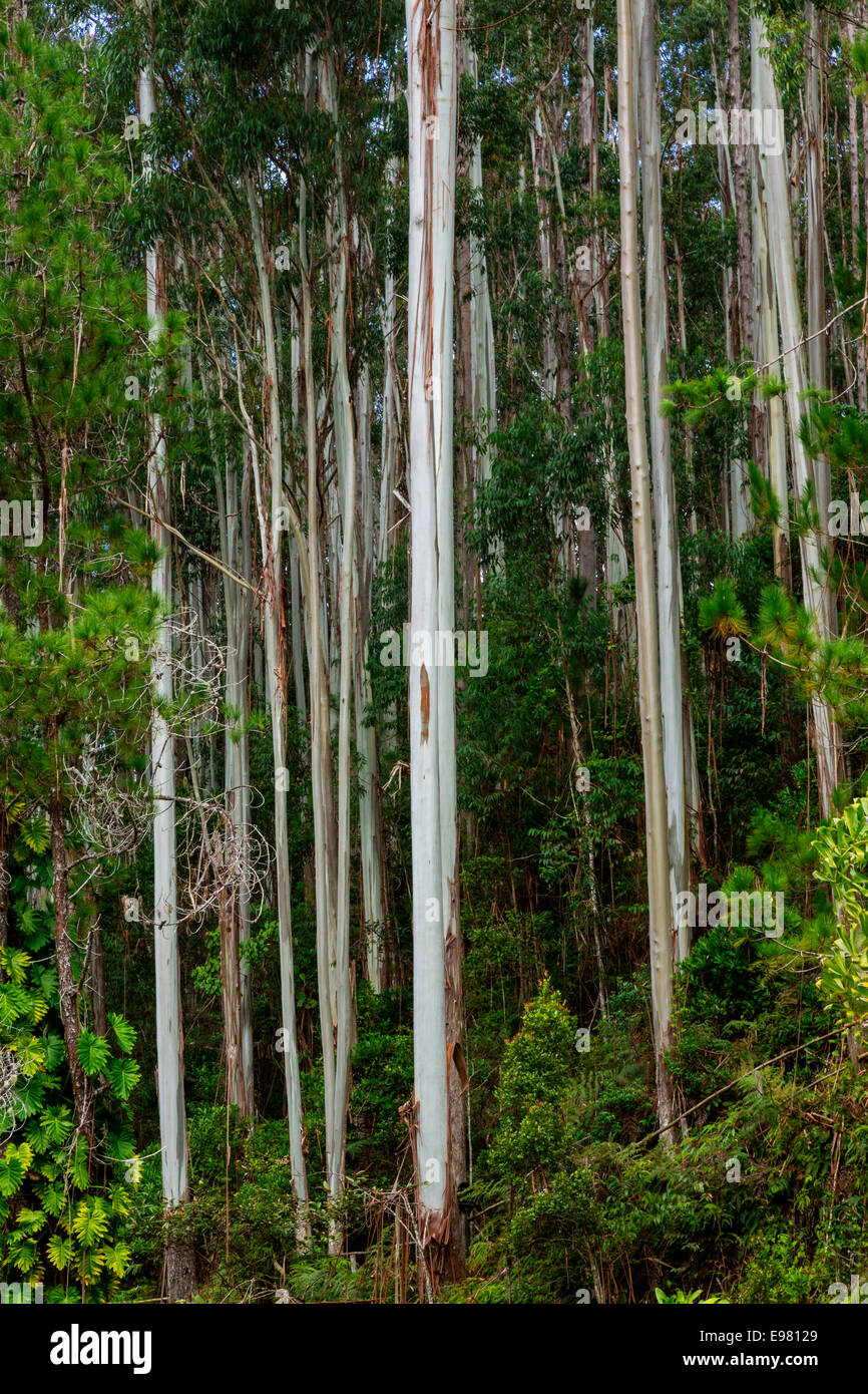 Eukalyptus, tropischer Vegetation, Vakôna Forest Lodge, Andasibe, Madagaskar Stockfoto