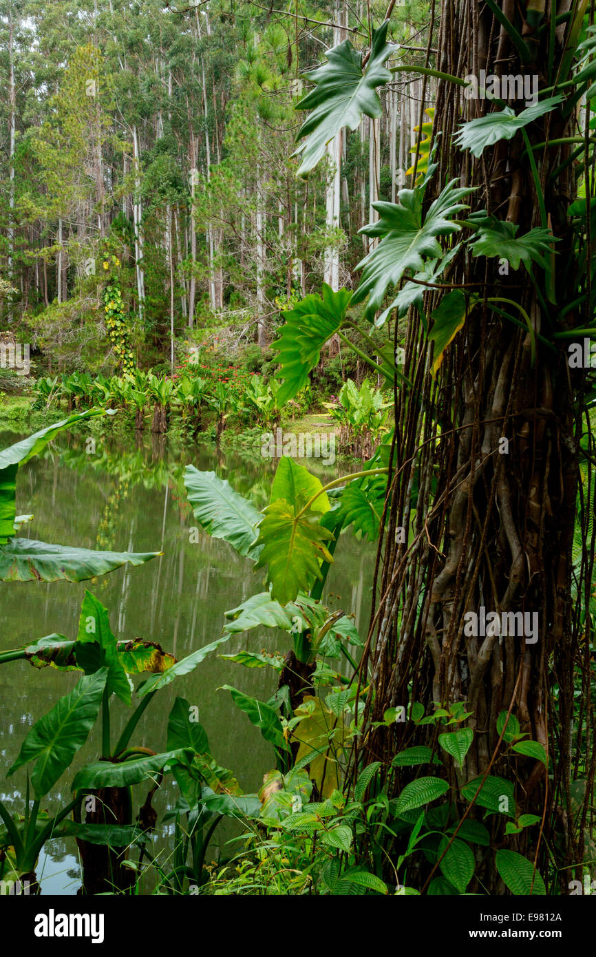 Eukalyptus, tropischer Vegetation, Vakôna Forest Lodge, Andasibe, Madagaskar Stockfoto