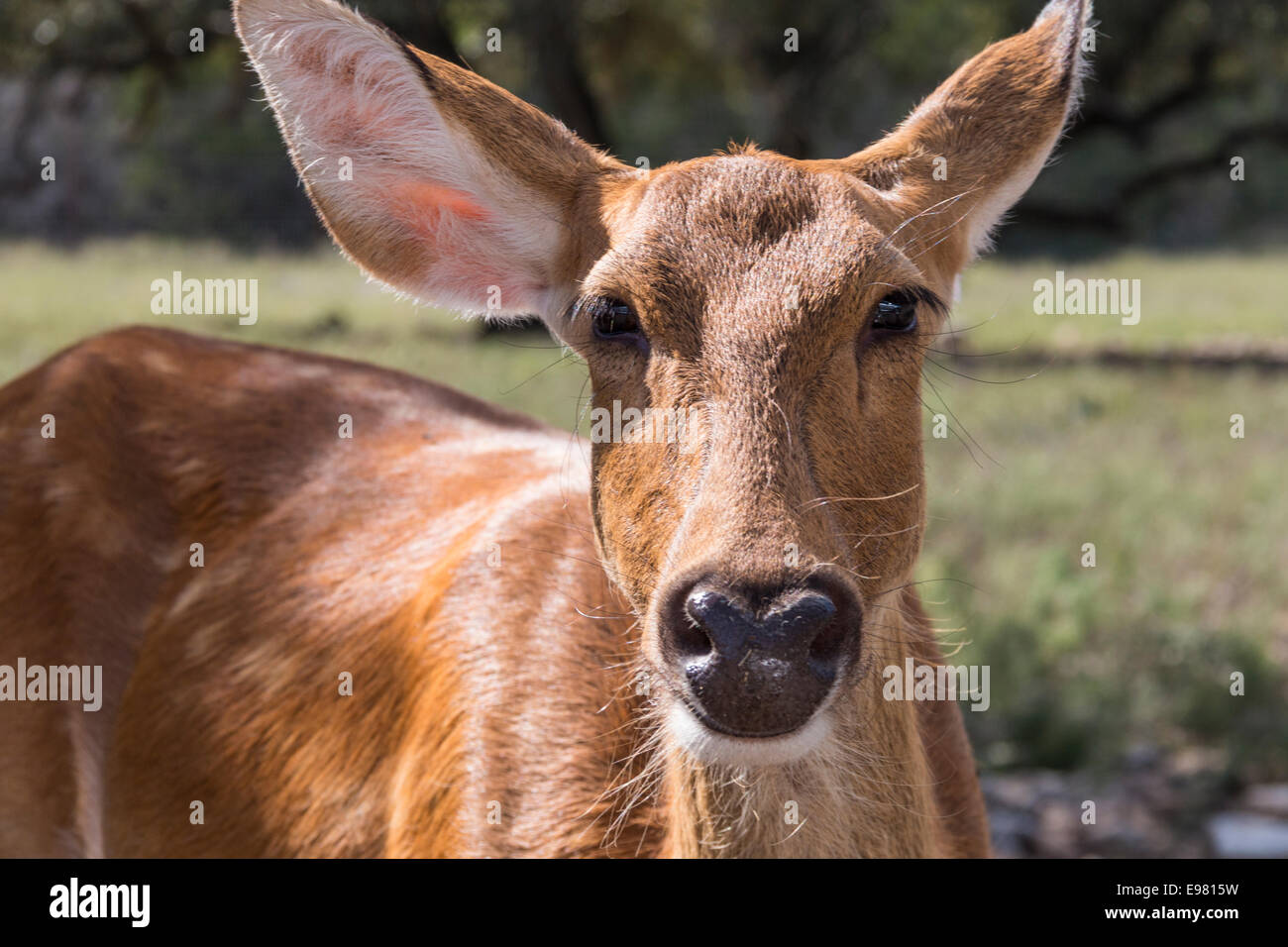 Barasingha Natural Bridge Wildlife Ranch. Stockfoto