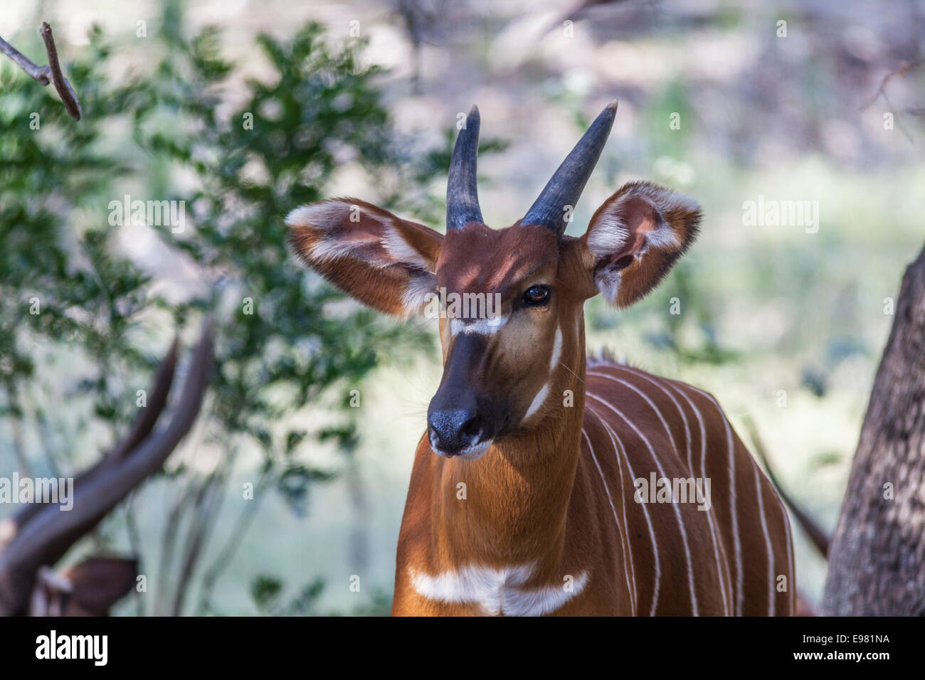 Bongo-Antilope auf natürliche Brücke Wildnis-Ranch. Stockfoto