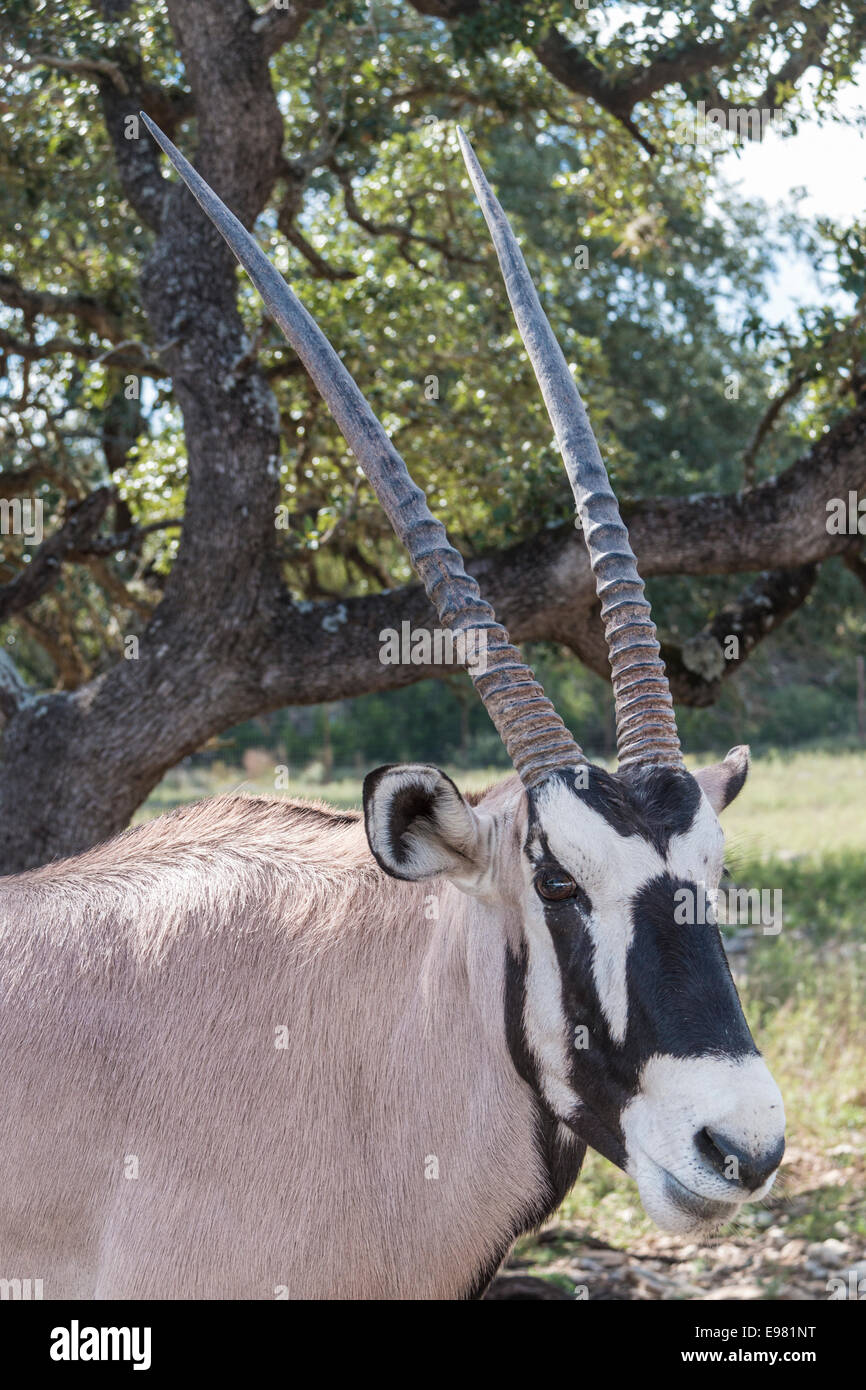 Gemsbok auf der Natural Bridge Wildlife Ranch, San Antonio, Texas. Stockfoto