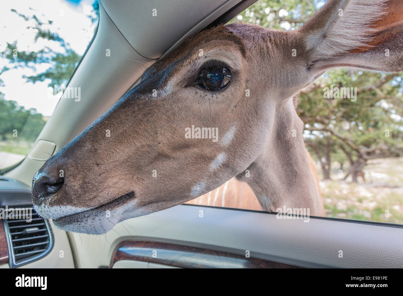 Füttern große Kudu am Autofenster in natürliche Brücke Wildnis-Ranch. Stockfoto