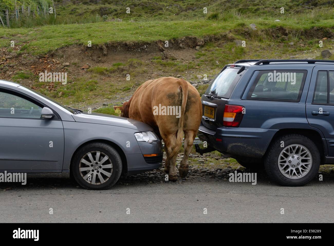 Eine große Limousin Stier zerquetscht zwischen zwei geparkten Autos in Elgol, Isle of Skye Stockfoto