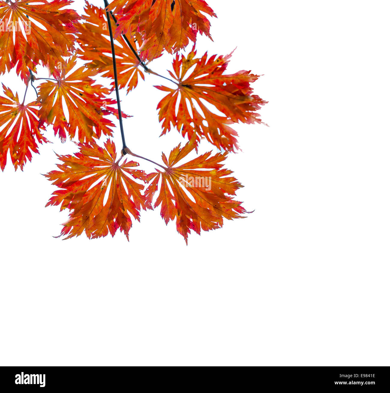 Herbst Hintergrund mit bunten Blättern, Platz für Text. Stockfoto