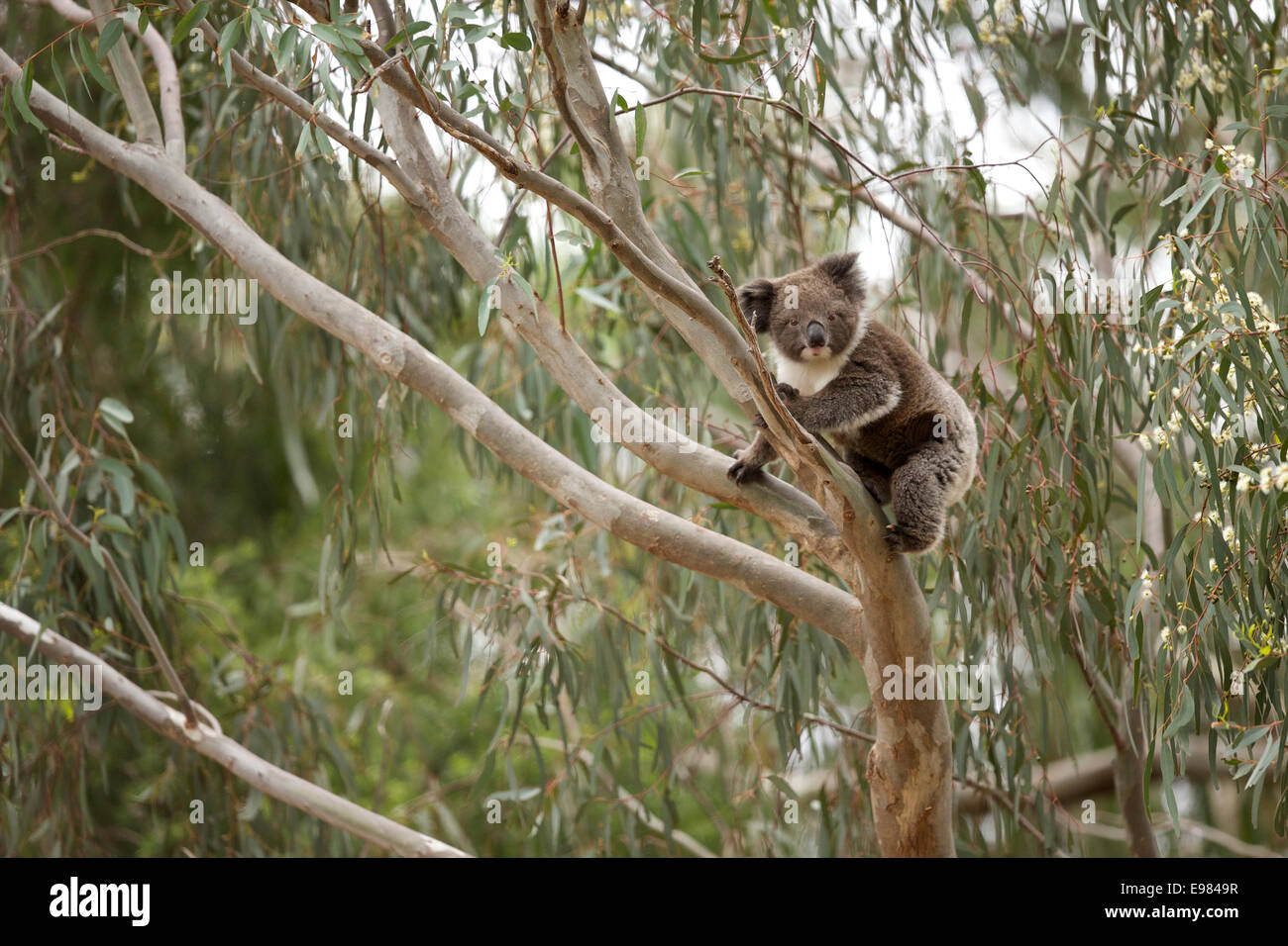 Koala in Kijiji aktiv Stockfoto
