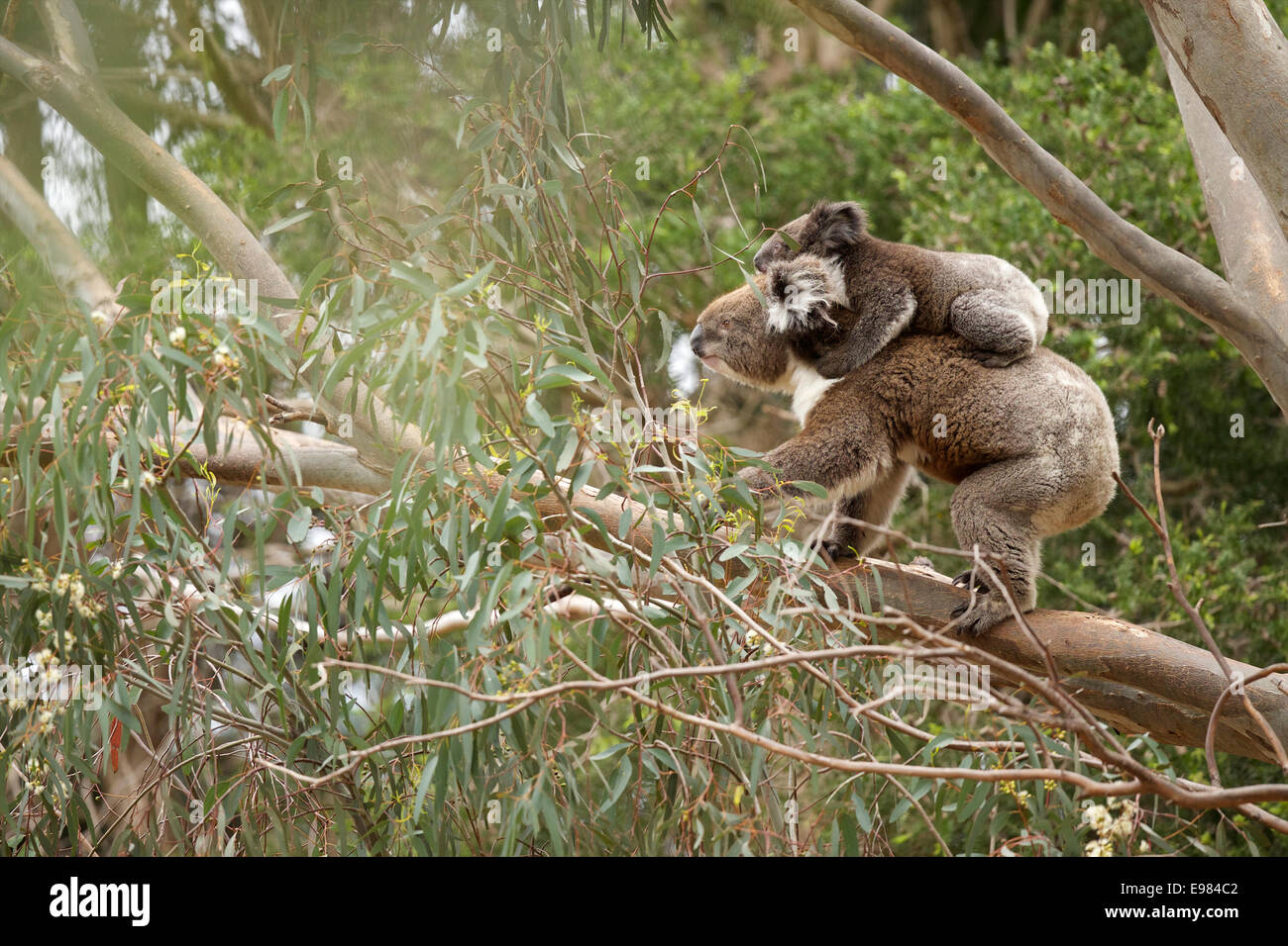 Koala-Mutter und Kind in Baum Stockfoto