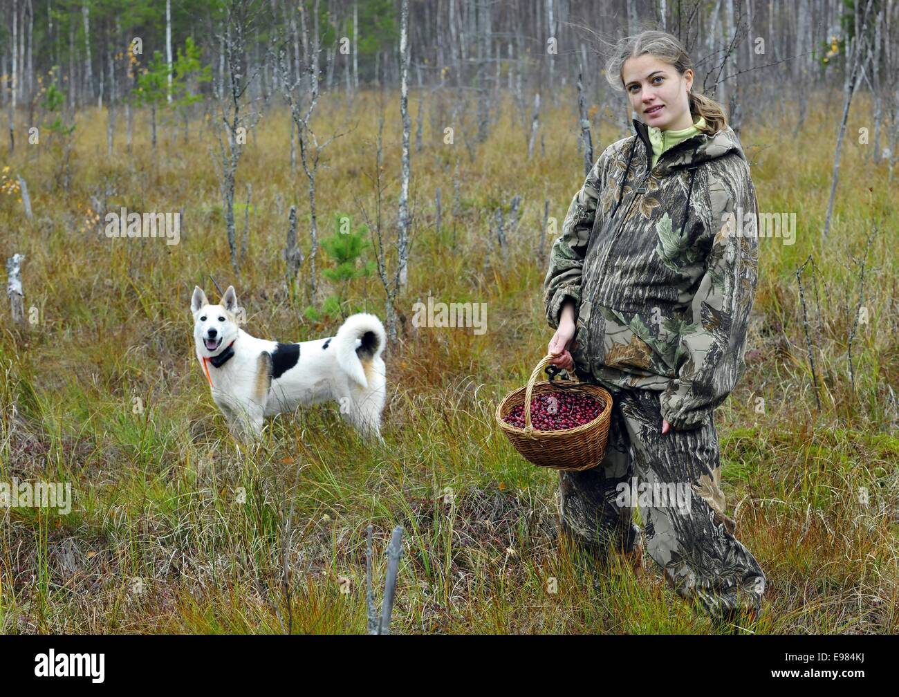 Junge Frau mit Hund abholen Cranberry auf einem Moor. Stockfoto