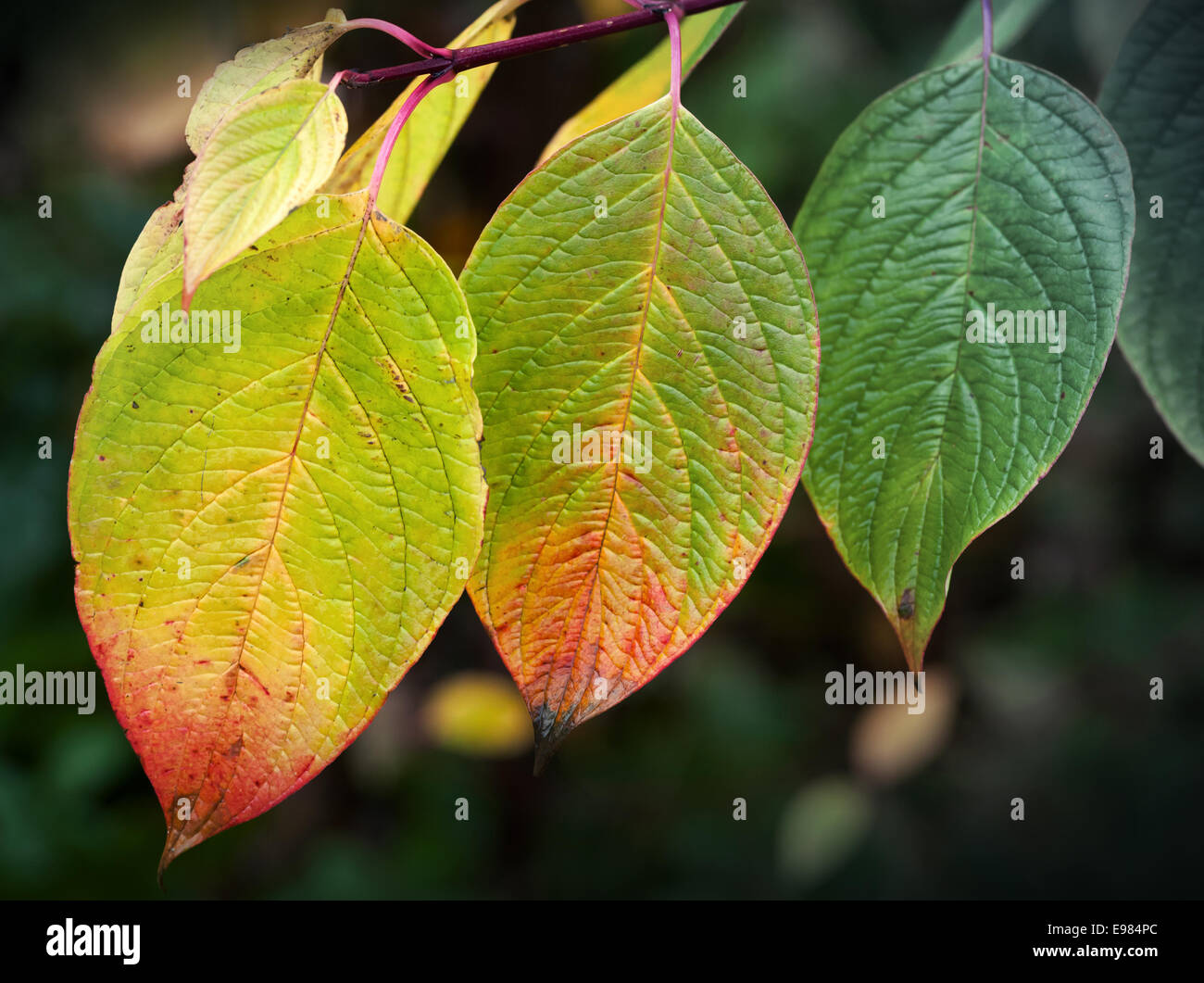 Herbst Natur Hintergrund. Leuchtend bunte Blätter, Makro-Foto mit selektiven Fokus Stockfoto
