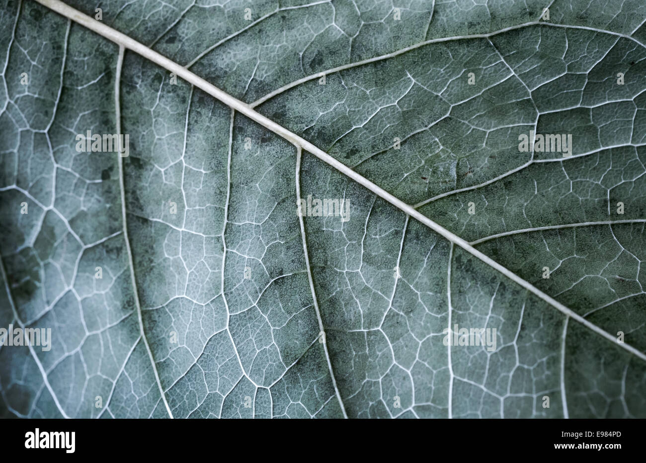 Herbst Baum Blatt, Makro-Foto mit Tiefenschärfe und kalten getönten Effekt Stockfoto