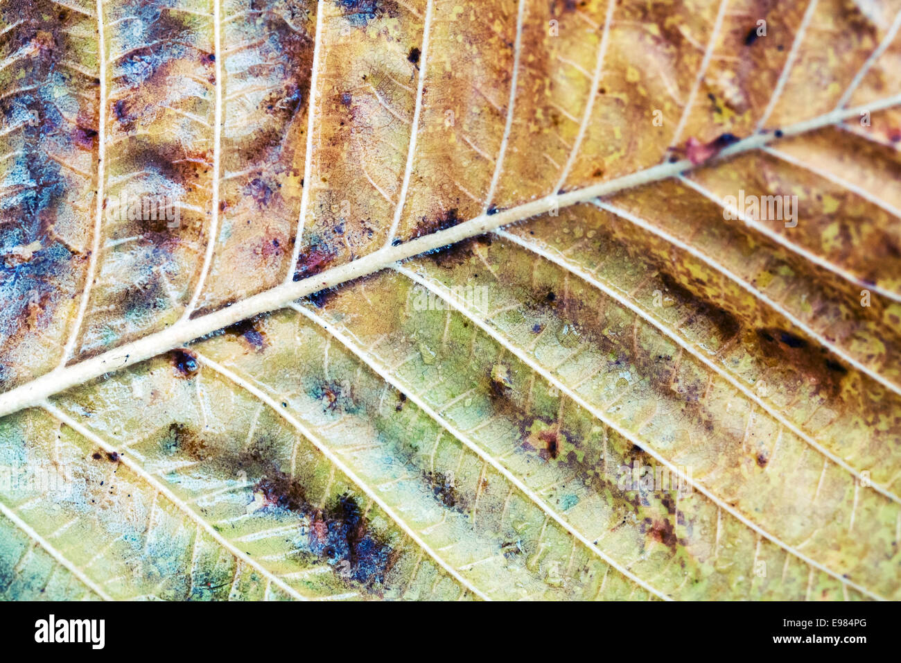 Herbst Baum Blatt, Makro-Foto mit Tiefenschärfe und straff-Effekt Stockfoto