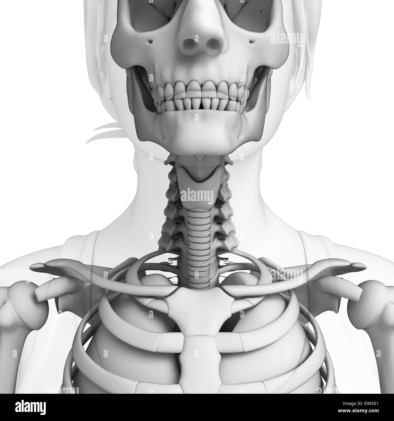 Illustration der Kehle Kunstwerk Stockfoto