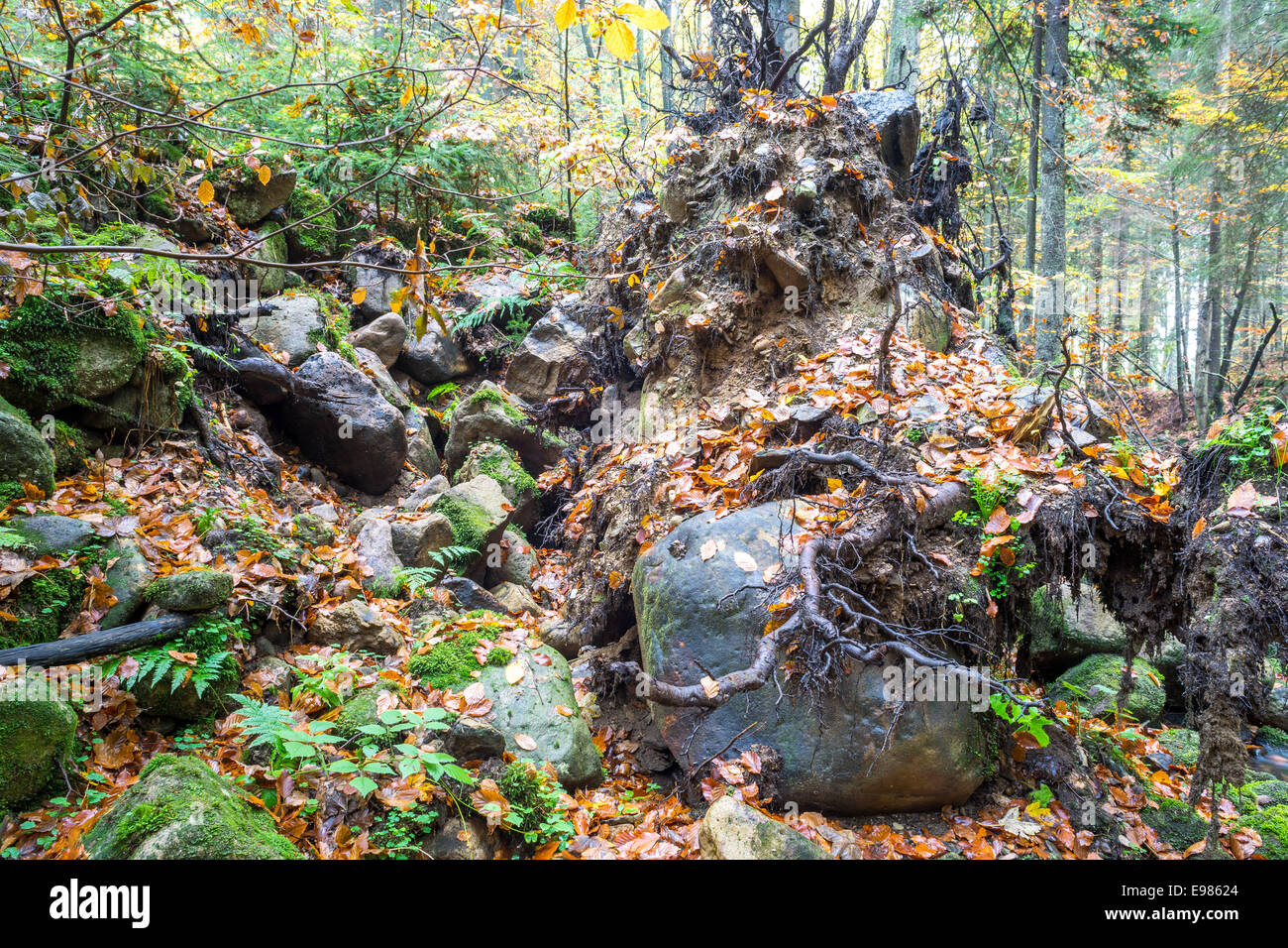 Wurzeln von den umgestürzten Baum im Bergwald Stockfoto