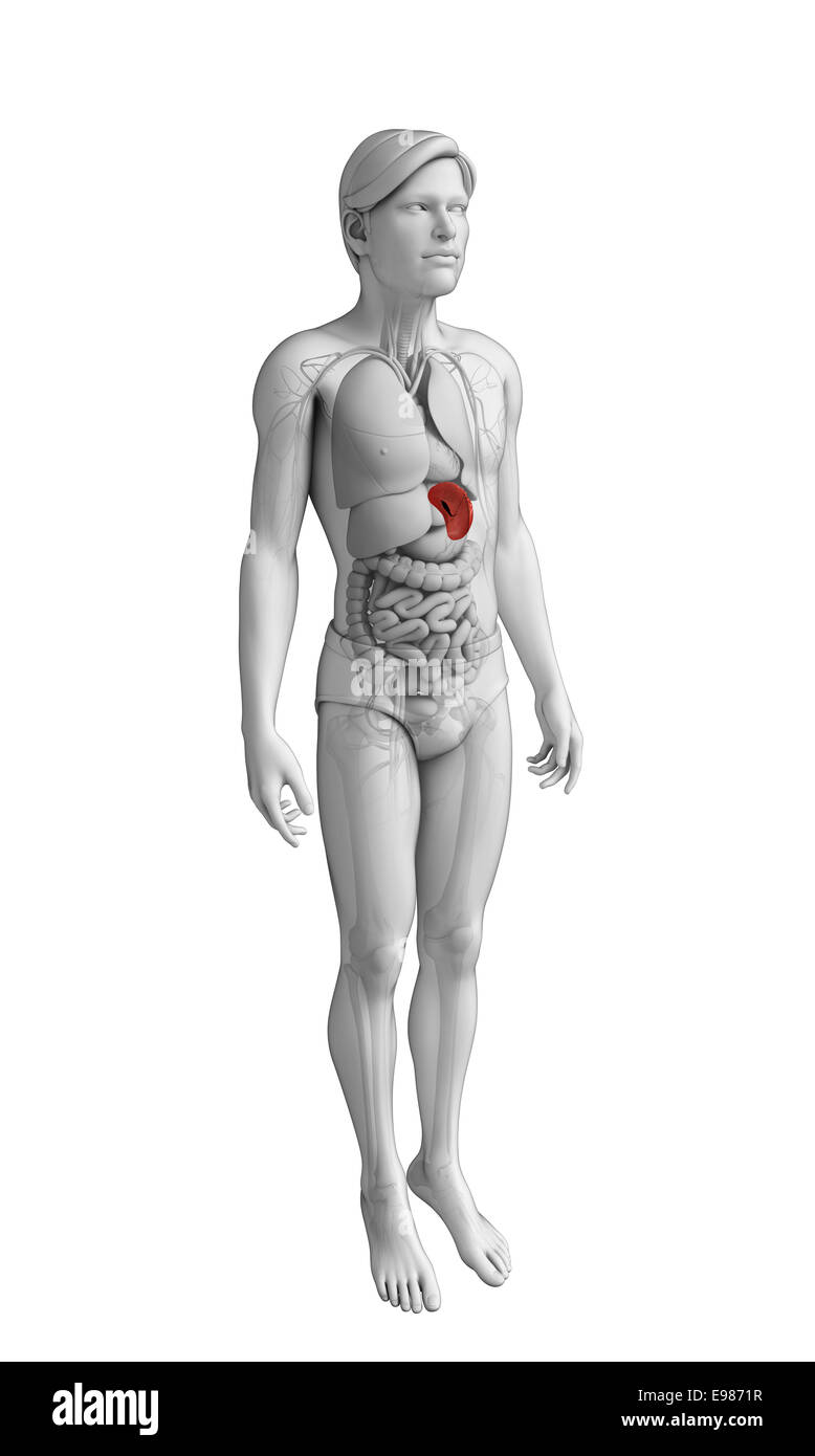 Darstellung der männlichen Milz Anatomie Stockfoto