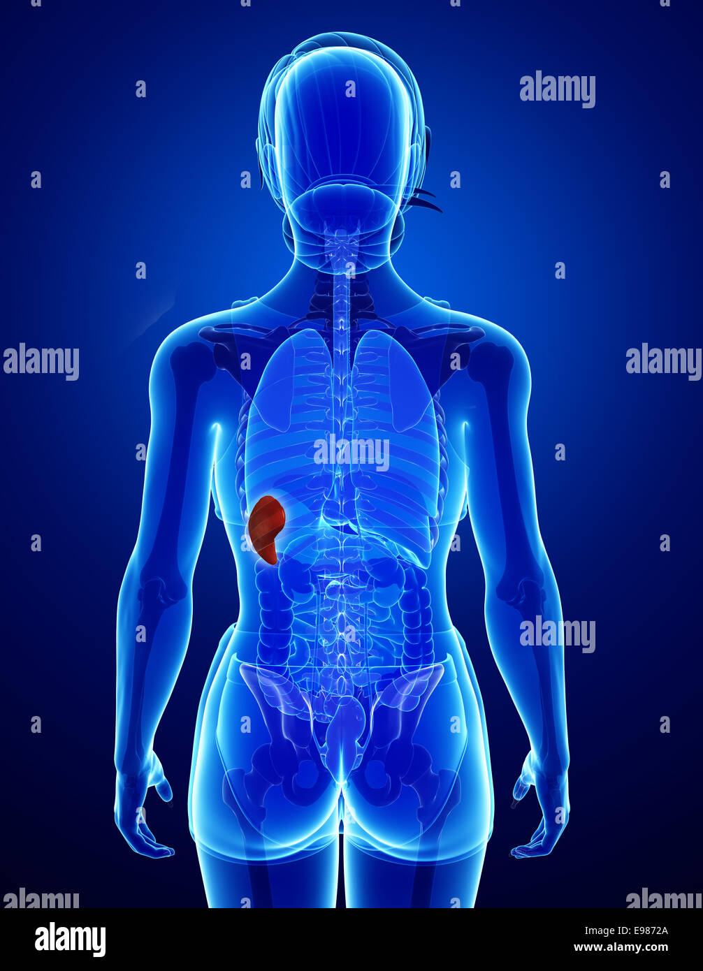 Darstellung der weiblichen Milz Anatomie Stockfotografie - Alamy