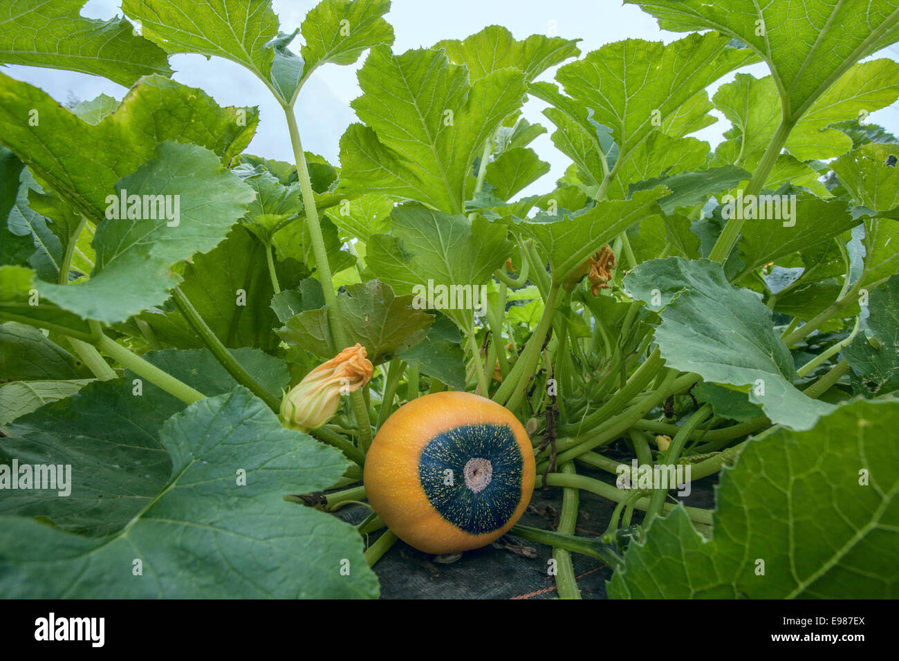 Gelbe und grüne Kürbis wachsen in einen Bauerngarten. Stockfoto