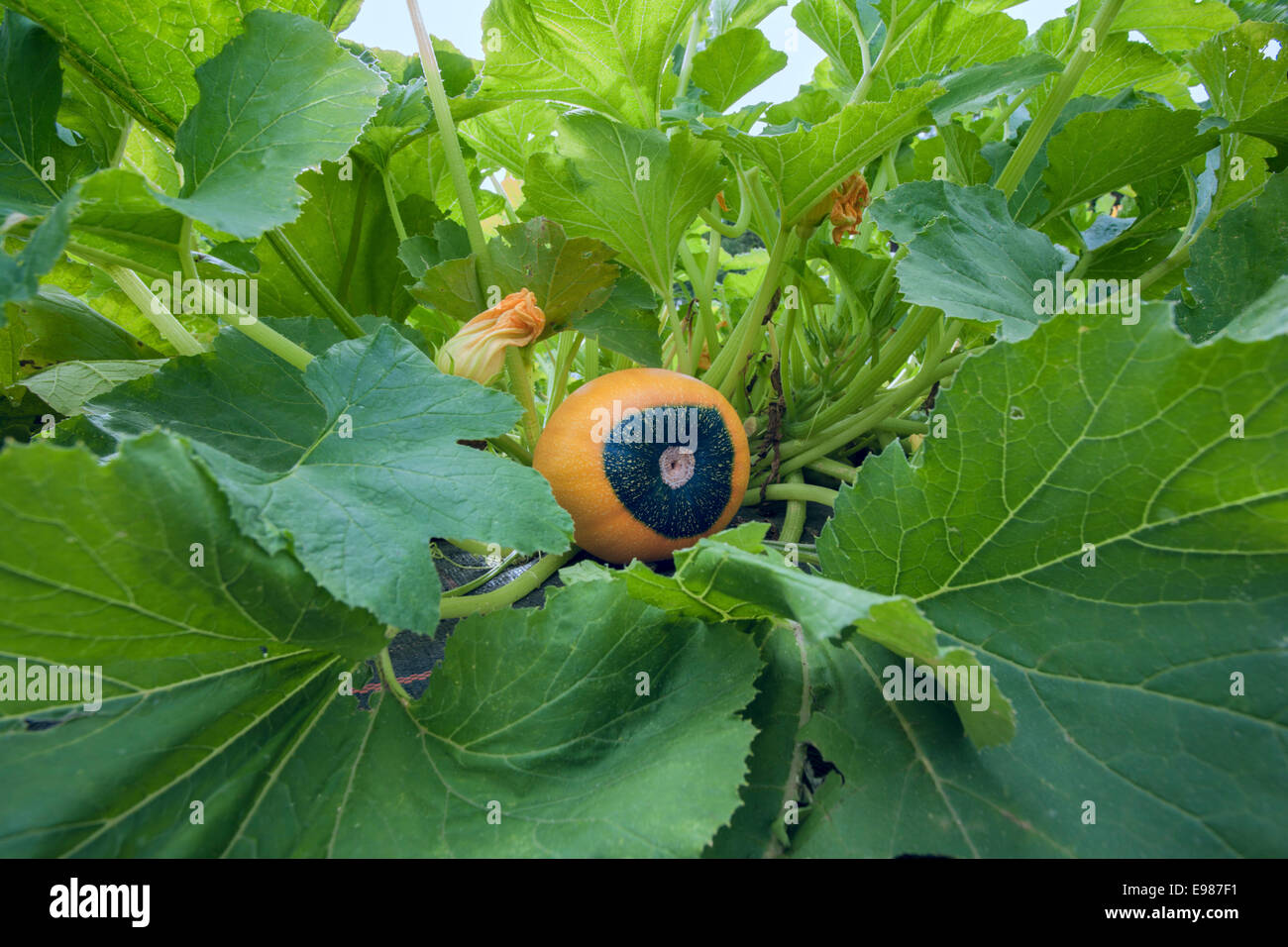 Gelbe und grüne Kürbis wachsen in einen Bauerngarten. Stockfoto