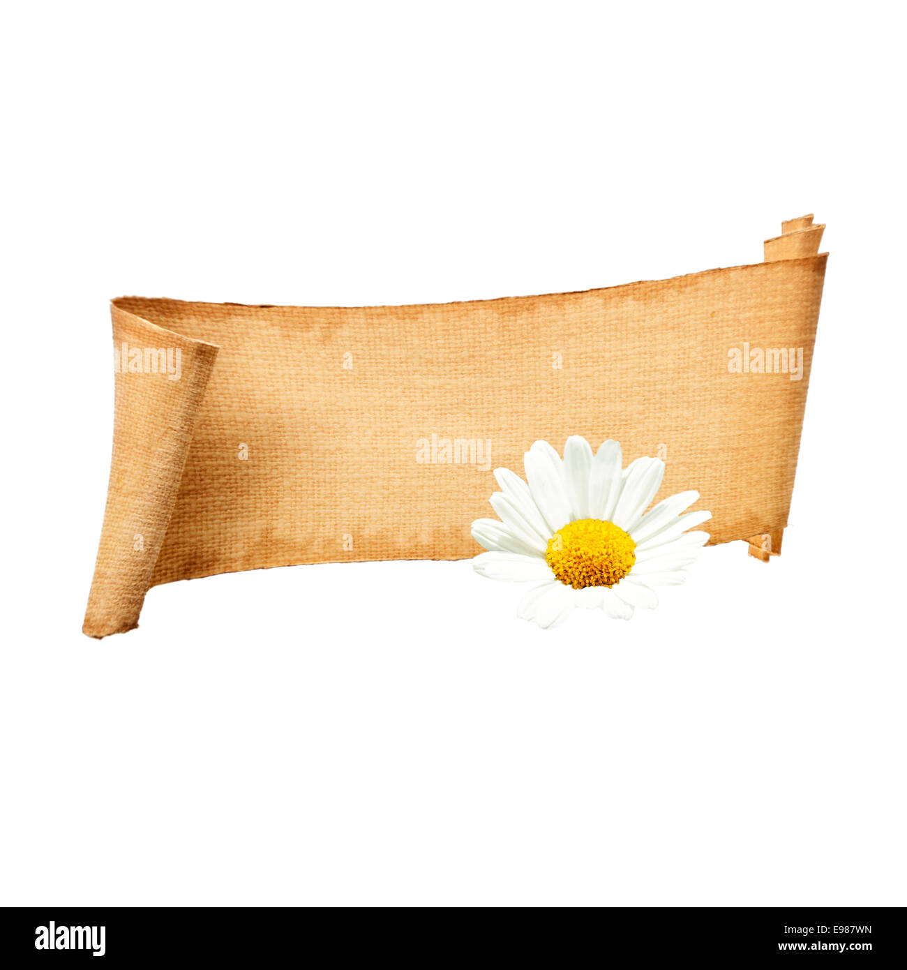 Isolierte Papier Banner mit blühenden Marguerite oder Daisy Blume. Mit einigen Exemplar und Freiraum für Ihre eigenen Absichten. Stockfoto