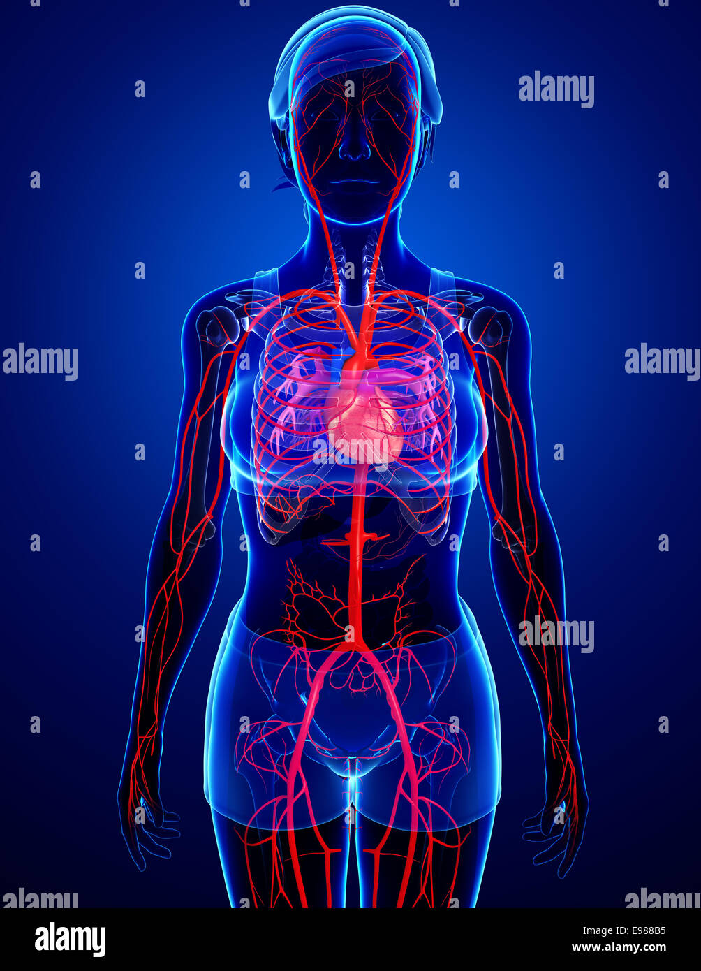 Darstellung der weiblichen Arterien Kunstwerk Stockfoto