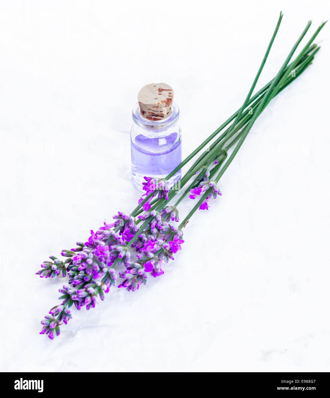 Ziemlich Lila Lavendel frischen Blumenstrauß und eine Flasche ätherisches Öl für den Einsatz in der Aromatherapie und Parfümerie Stockfoto