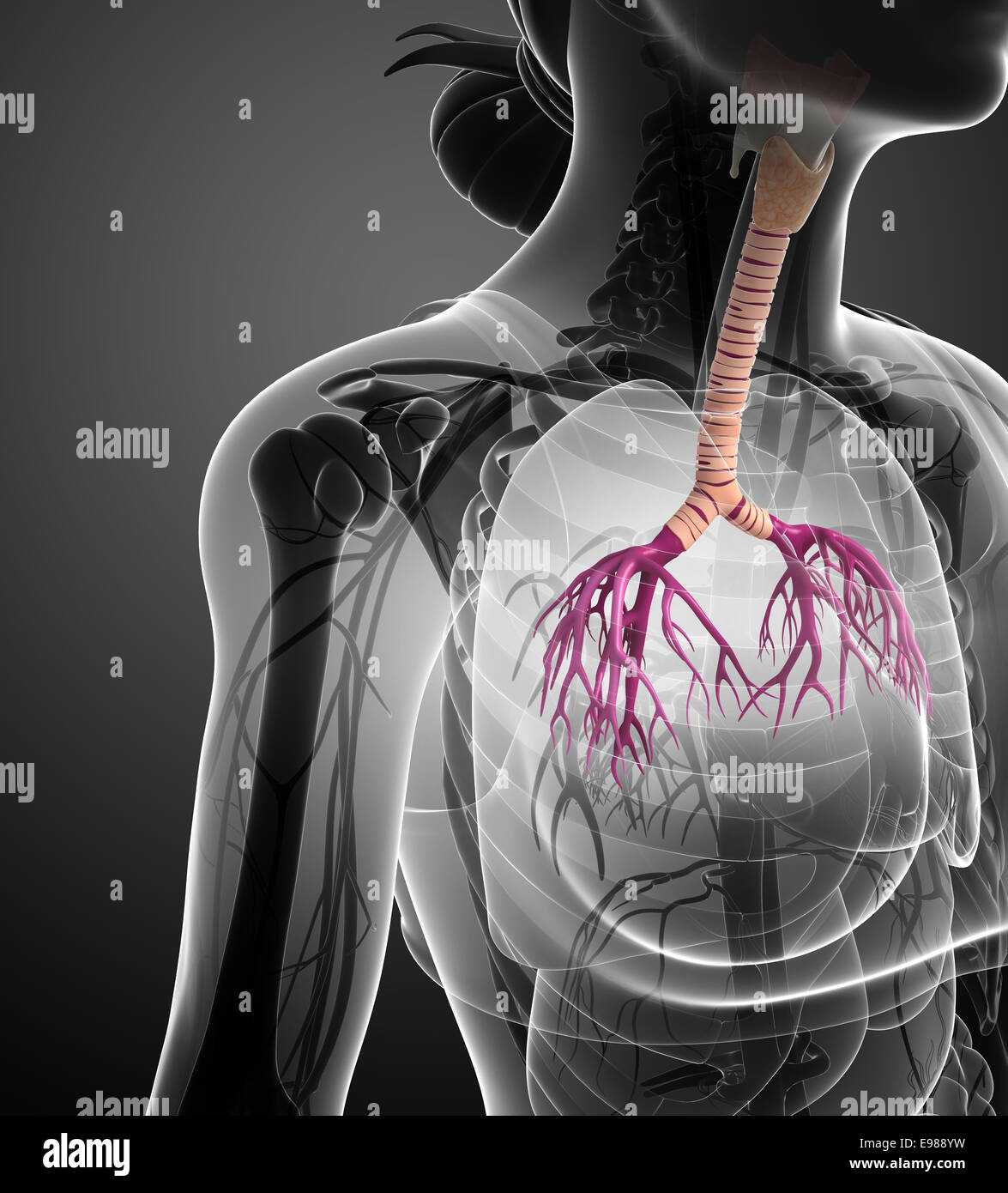 Hyoid Stockfotos & Hyoid Bilder Alamy