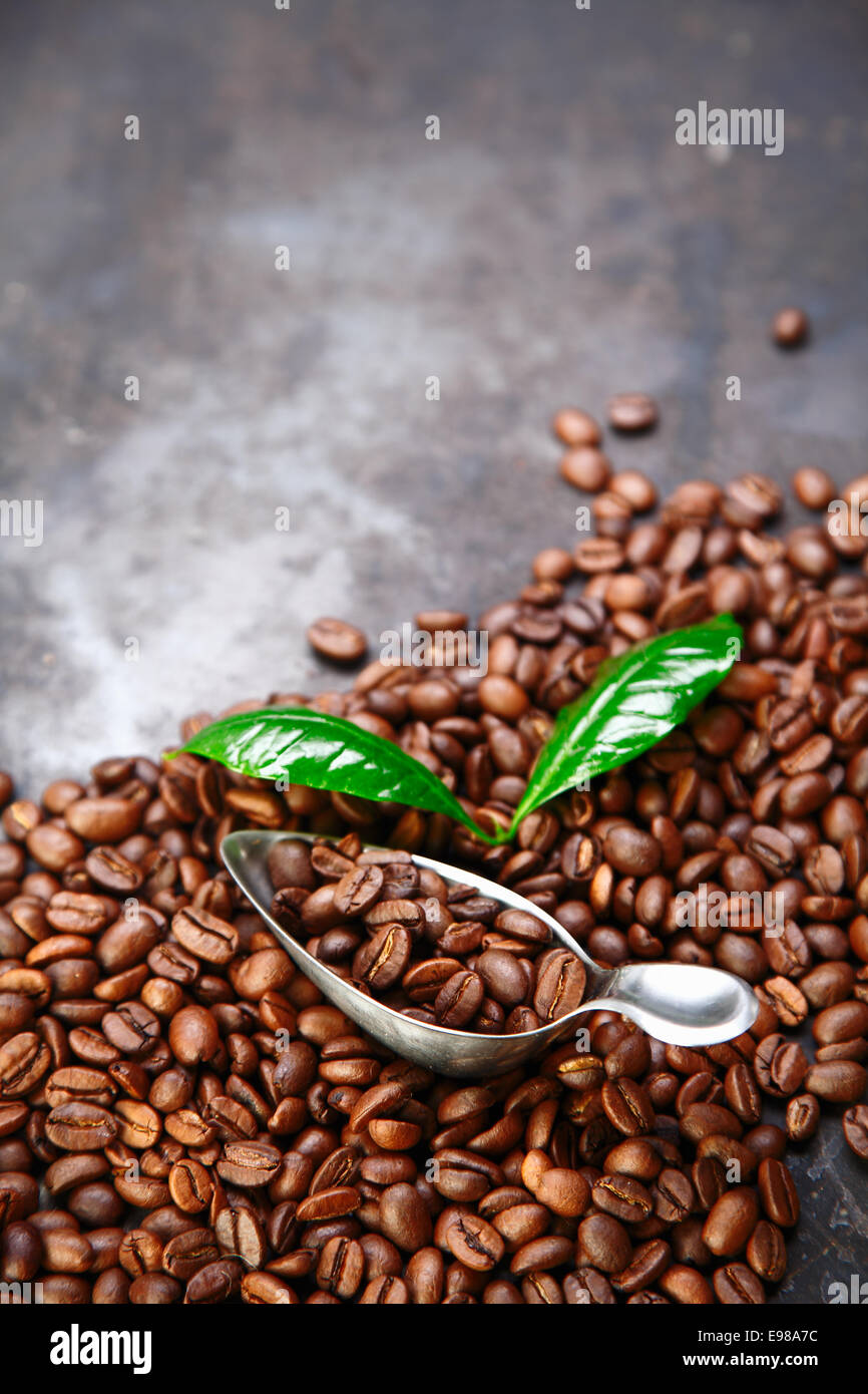 Kaffeebohne Hintergrund über graue Textur mit Kaffee Blätter und Schaufel und Platz für Ihren text Stockfoto