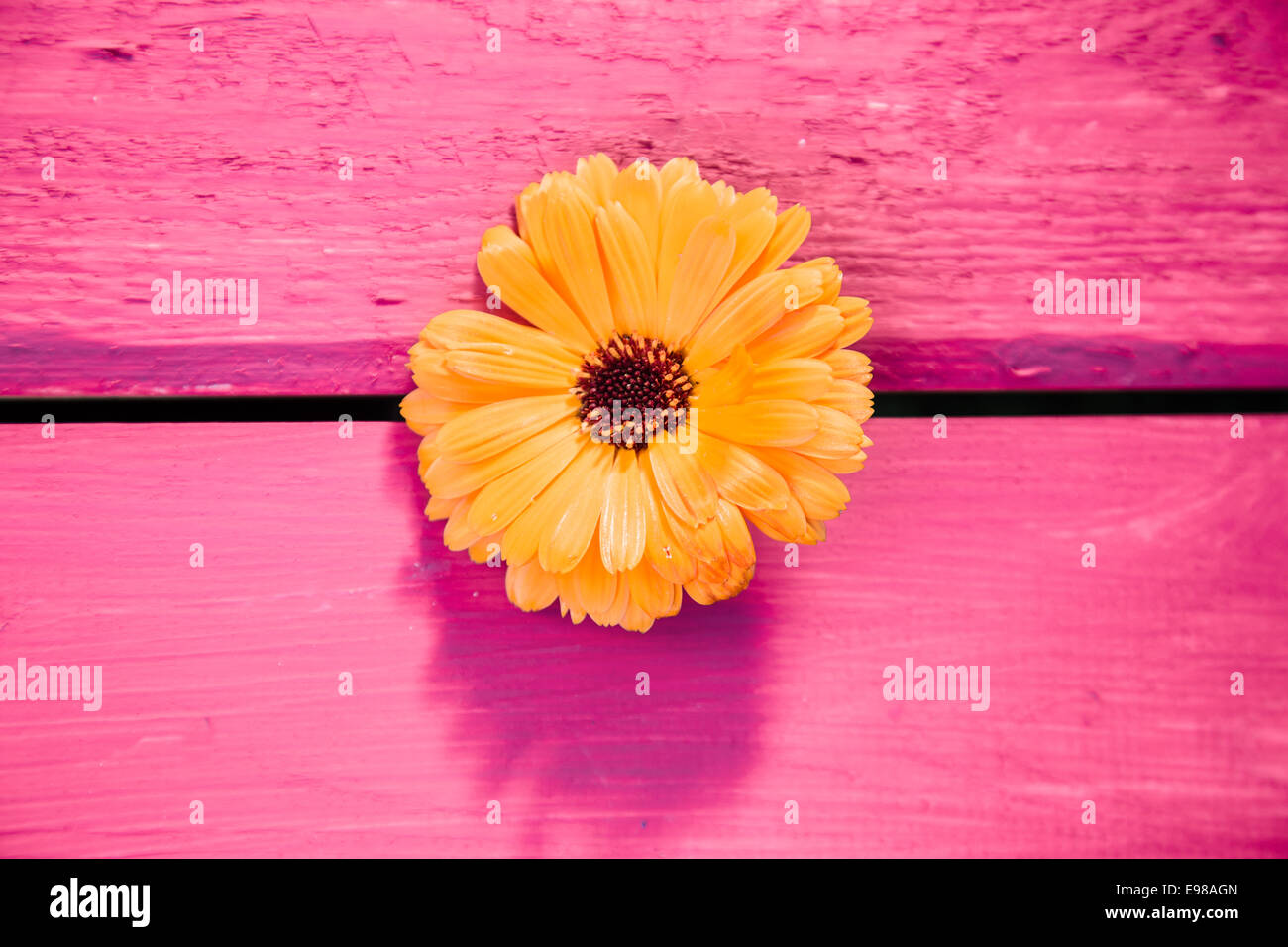 Gelbe Gerbera Blume, Symbol der Delikatesse und Unterscheidung, auf einem Holztisch in rosa lackiert Stockfoto