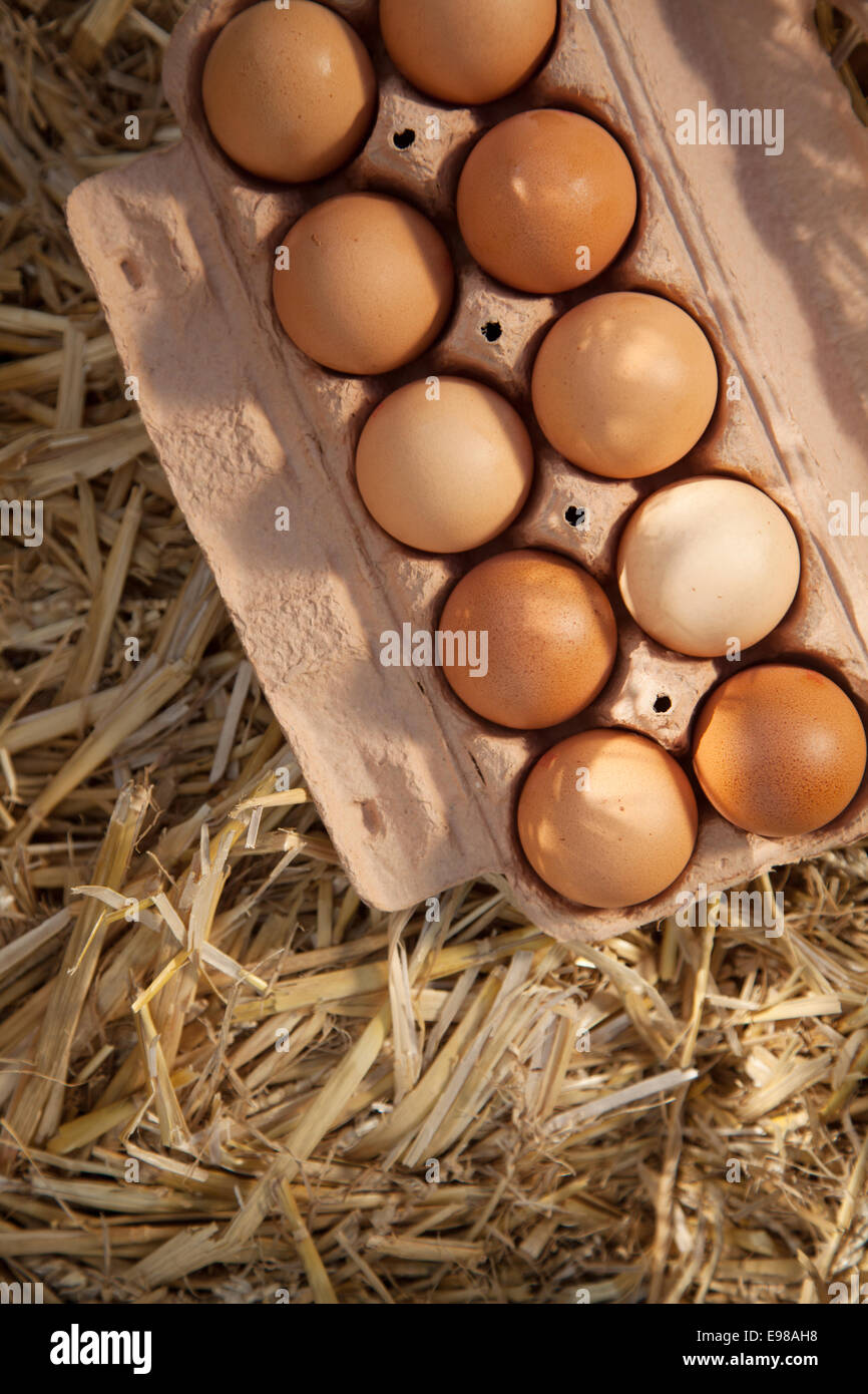 Close-up zehn braune Eier im Karton auf Stroh, Schuss aus Vogelperspektive Stockfoto