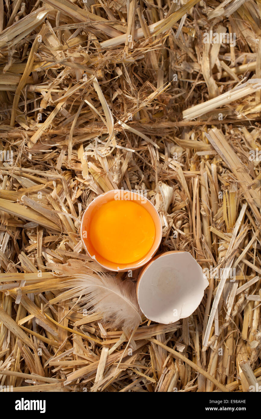 Draufsicht auf eine gebrochene Hühner Ei enthüllt die gelbe Dotter stehend auf einem Bett aus frischem sauberem Stroh mit einer Feder und Exemplar zu öffnen Stockfoto Draufsicht auf eine gebrochene Hühner Ei enthüllt die gelbe Dotter stehend auf einem Bett aus frischem sauberem Stroh mit einer Feder und Exemplar zu öffnen Stockfoto