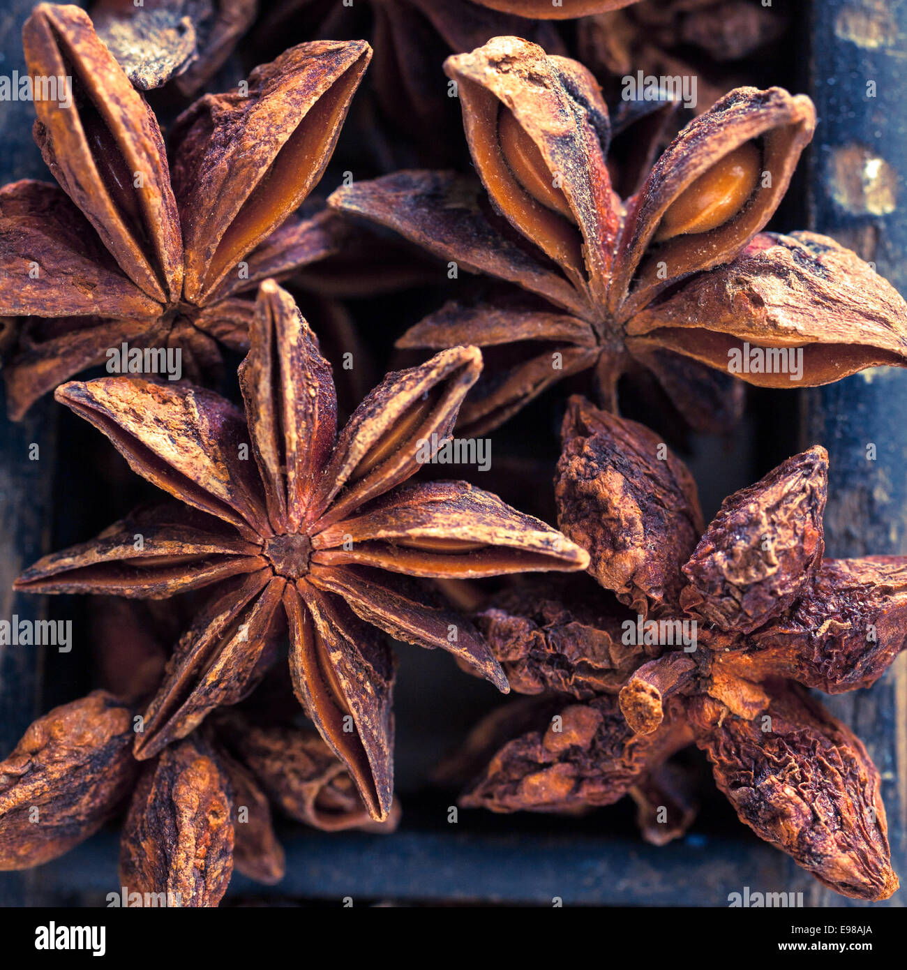 Nahaufnahme von der Frucht des Illicium Verum oder Sternanis mit seinen Samen als ein aromatisches Gewürz in der Küche verwendet und chinesische Küche Stockfoto