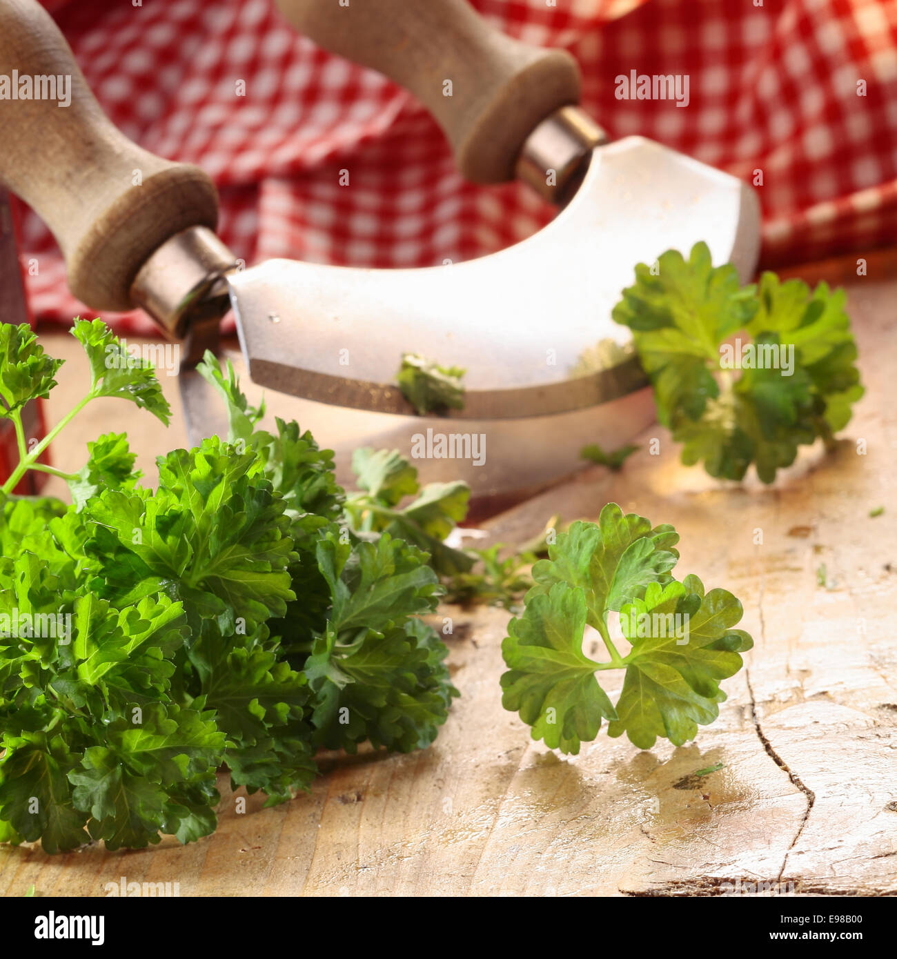 Nahaufnahme von einem modernen Kraut Cutter (Wiegemes) mit Holzgriffen und ein Bund Petersilie auf der Klinge. Stockfoto