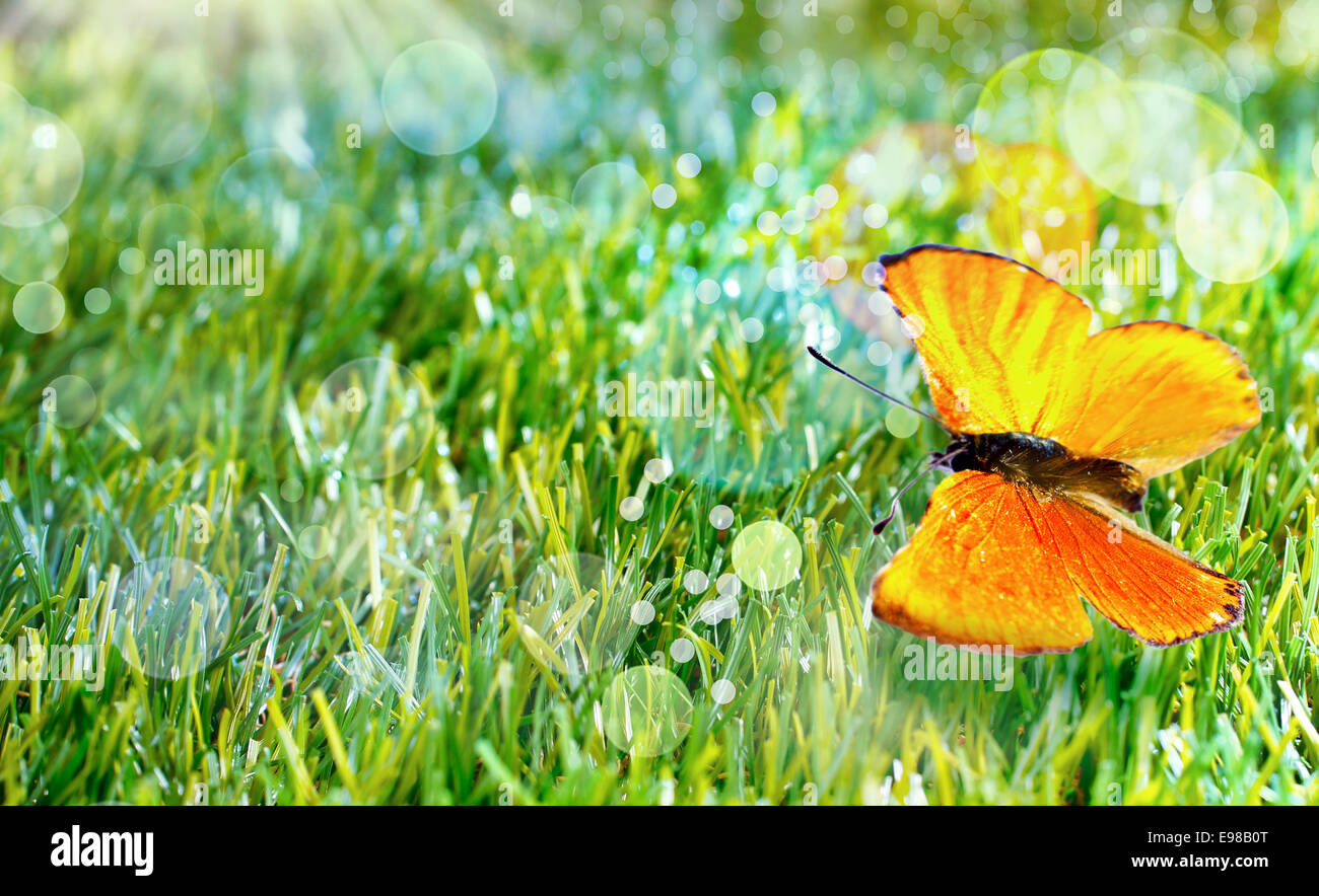 Ziemlich orange Schmetterling mit den Flügeln öffnen Sie auf dem grünen Rasen sprühen vor Feuchtigkeit und Sonne Flare bokeh Stockfoto