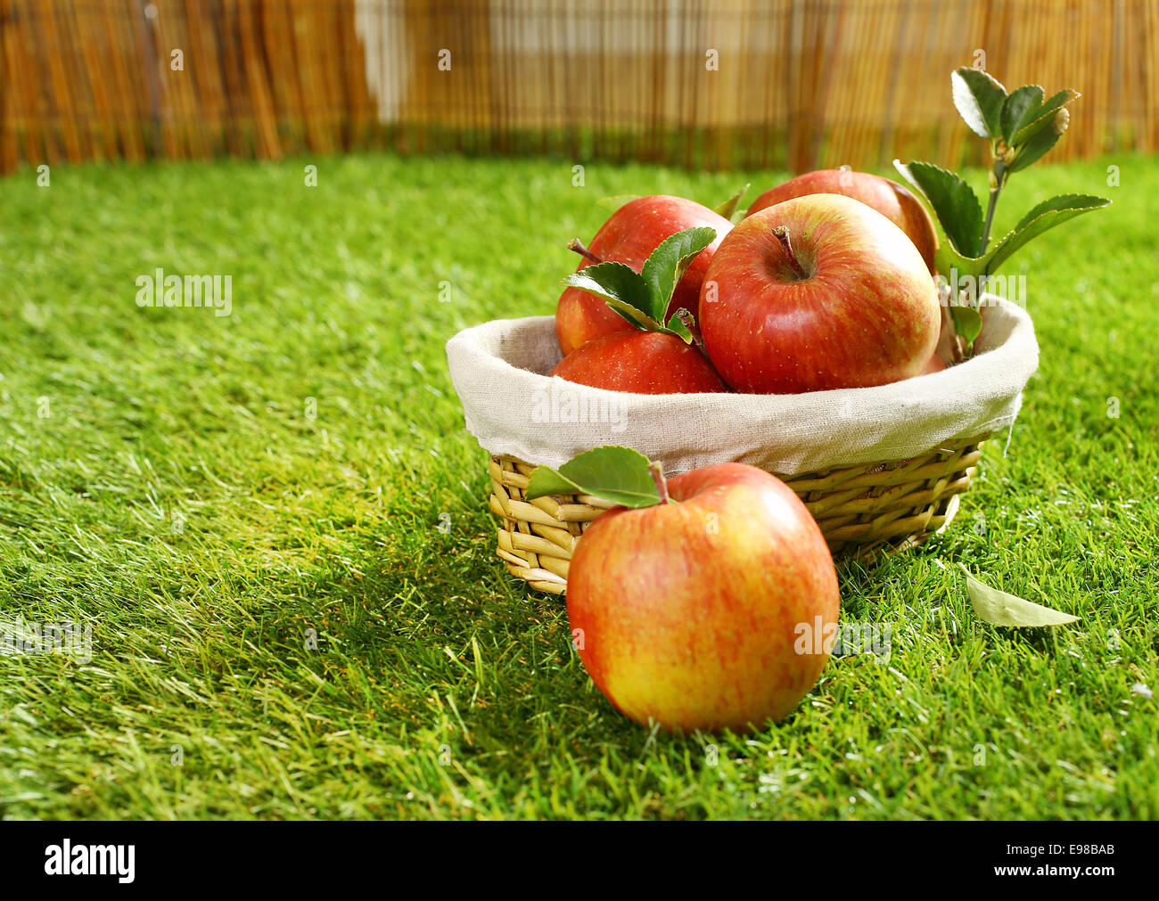 Weidenkorb voller frisch gepflückt Äpfel liegen auf dem grünen Rasen im Garten mit einem einzigen Apfel im Vordergrund auf dem Rasen Stockfoto