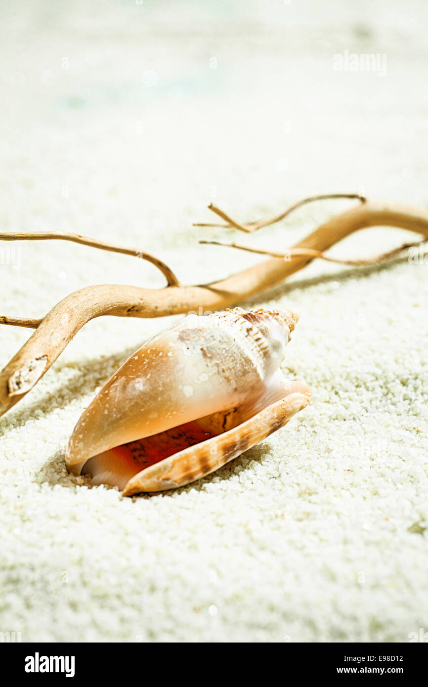 Muschel mit Treibholz hinter sich gelassen auf dem goldenen Strand Sand von der zurückweichenden Flut Stockfoto