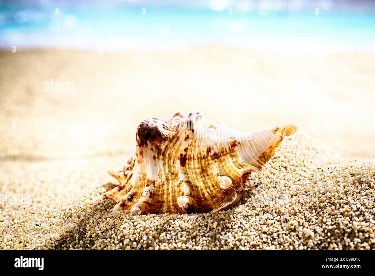 Muschel angeschwemmt durch die Gezeiten auf Strandsand liegend mit einem Ozean Hintergrund und flachen dof Stockfoto
