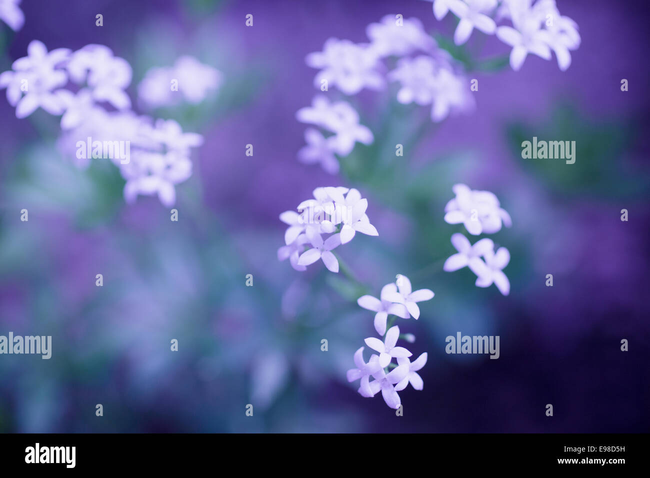 Zarten weißen Blüten wachsen in der Natur auf einem unscharfen, ätherisch tief violettem Hintergrund Stockfoto