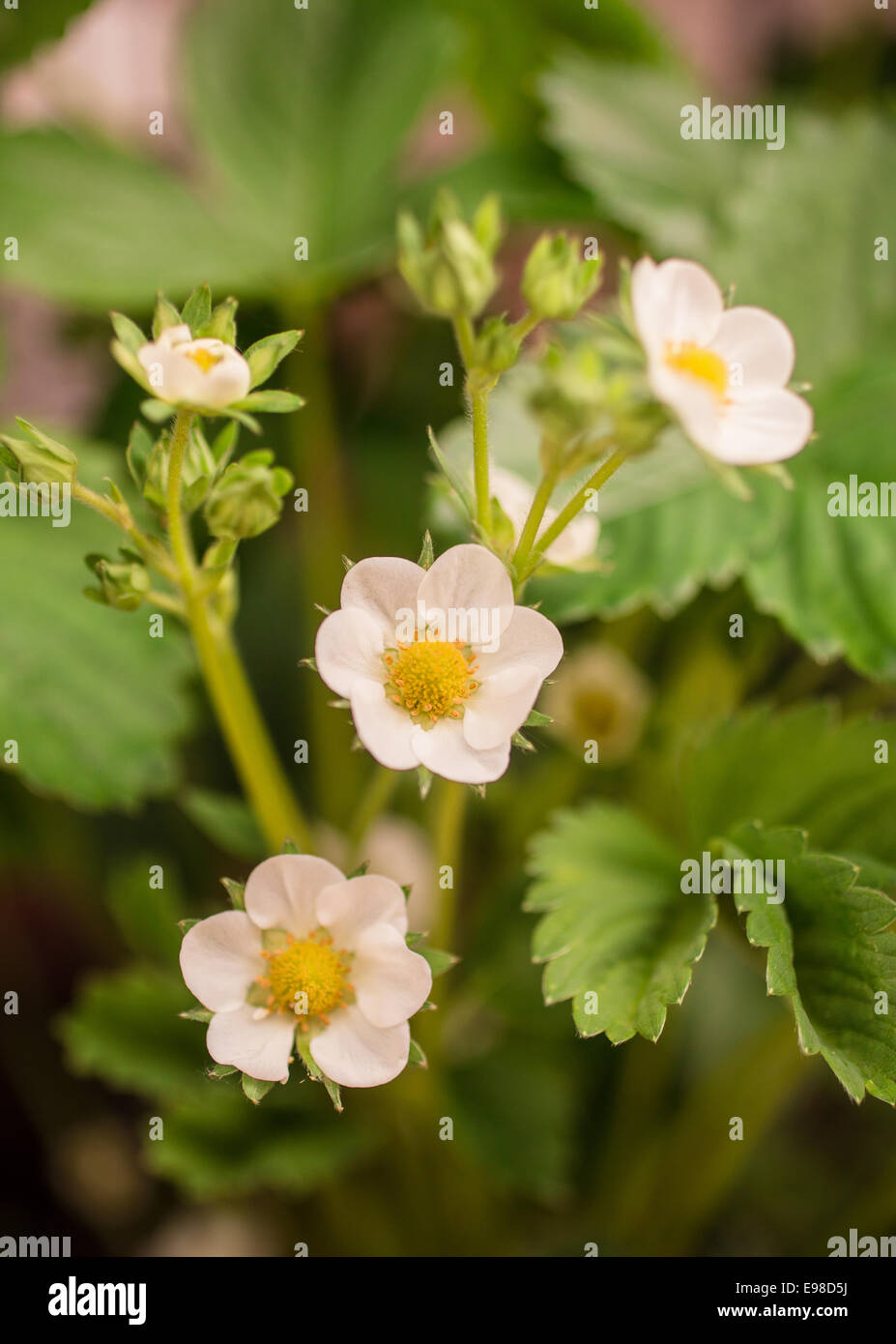 Nahaufnahme, eine Erdbeere Pflanze mit selektiven Fokus auf die blühenden Blumen Stockfoto