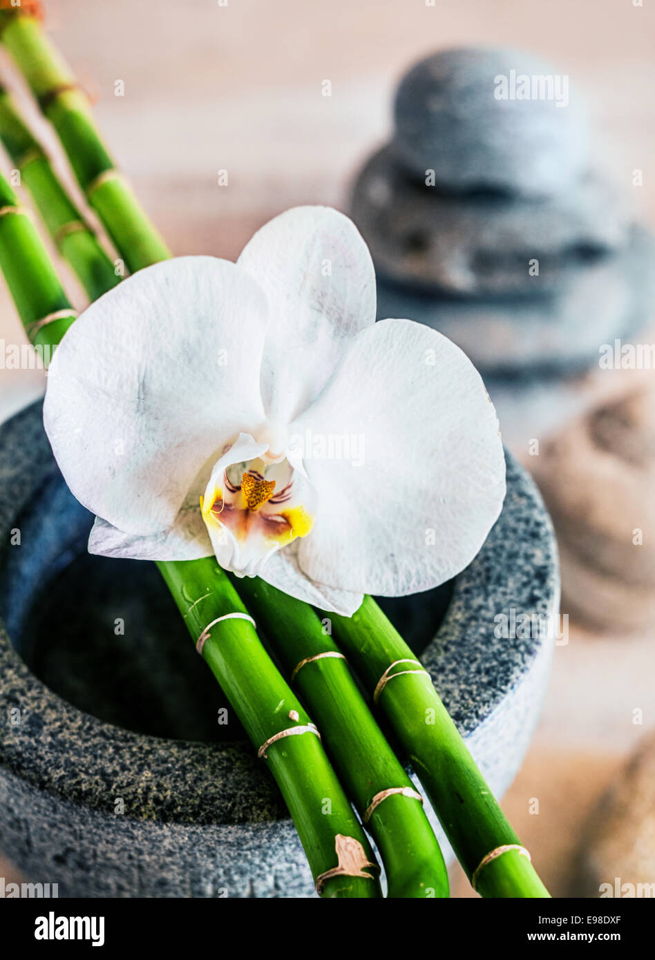 Schöne zerbrechliche weiße Orchidee und frischen grünen Bambus ergibt sich liegend auf einem steinernen Behälter mit gestapelten Spa Steinen sichtbar hinter Darstellung alternative Behandlung und Therapie in einem Kurort oder Spa Stockfoto