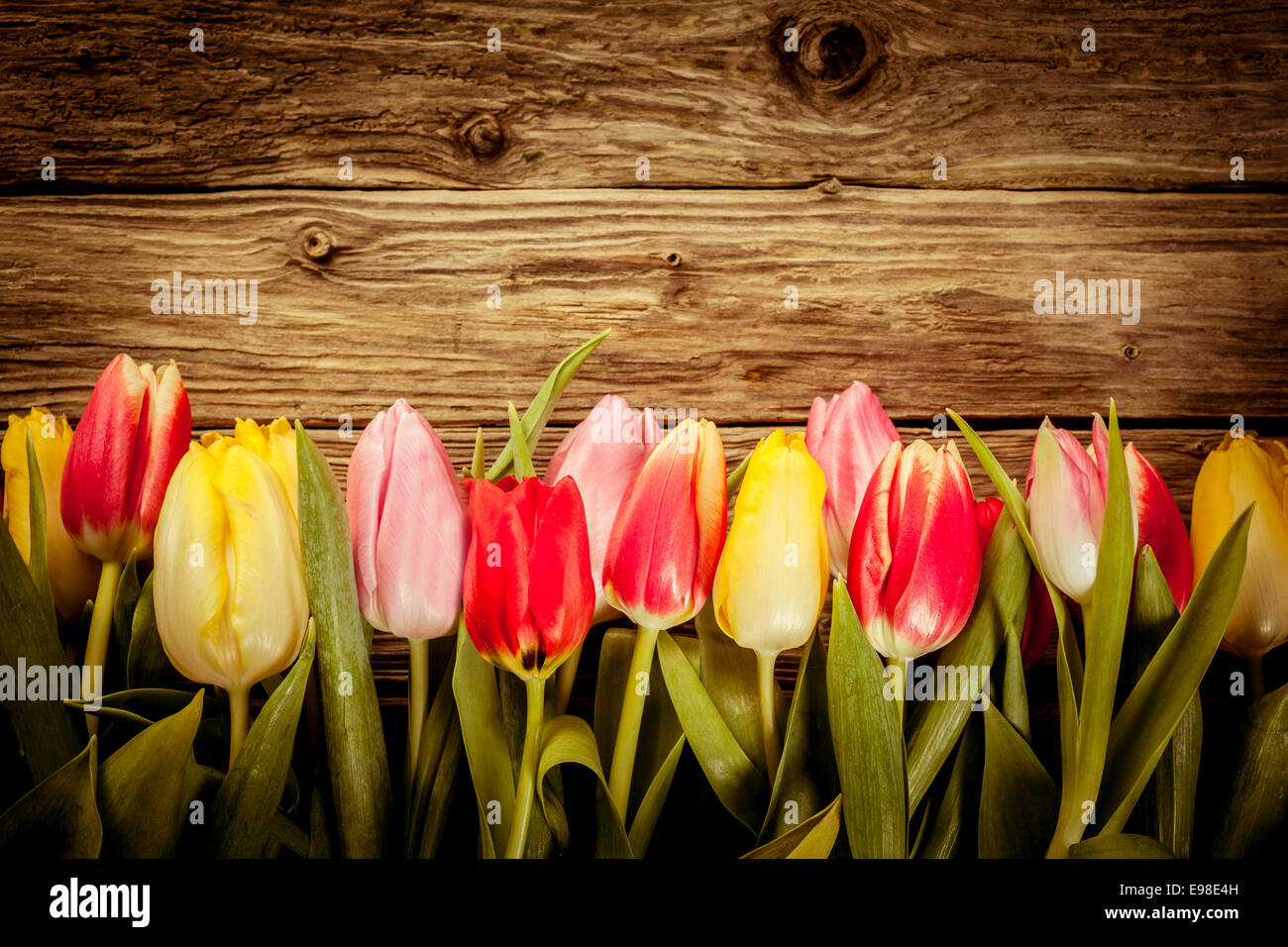 Schöne frische Tulpe Grenze in rot, gelb und rosa angeordnet am unteren Rand der Imageen-Boards mit Exemplar und Vignettierung Stockfoto