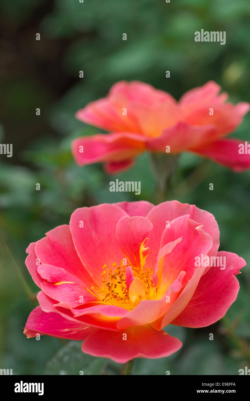 Rosen-Blumen Stockfoto