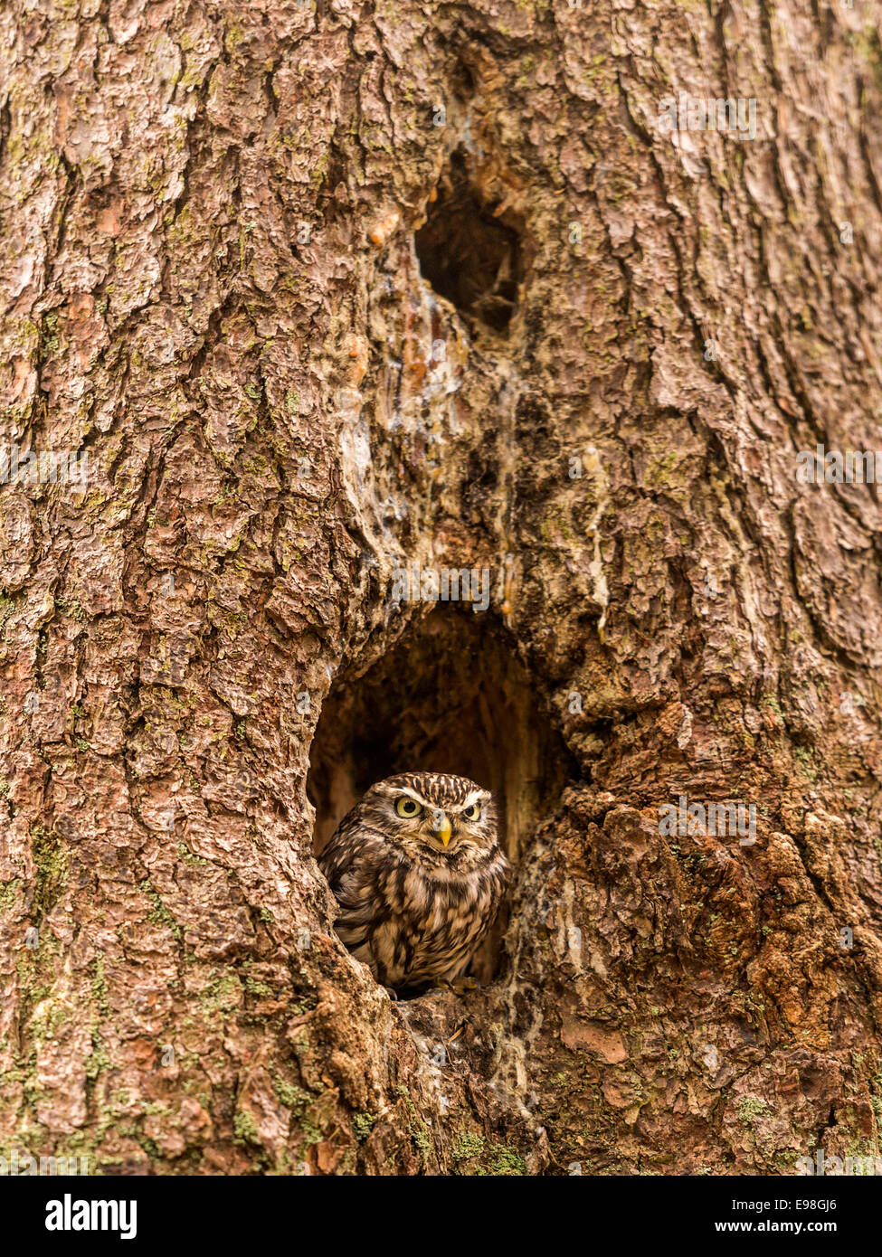 Kleine Eule [Athene Noctua] peering aus einem hohlen Baum. Stockfoto