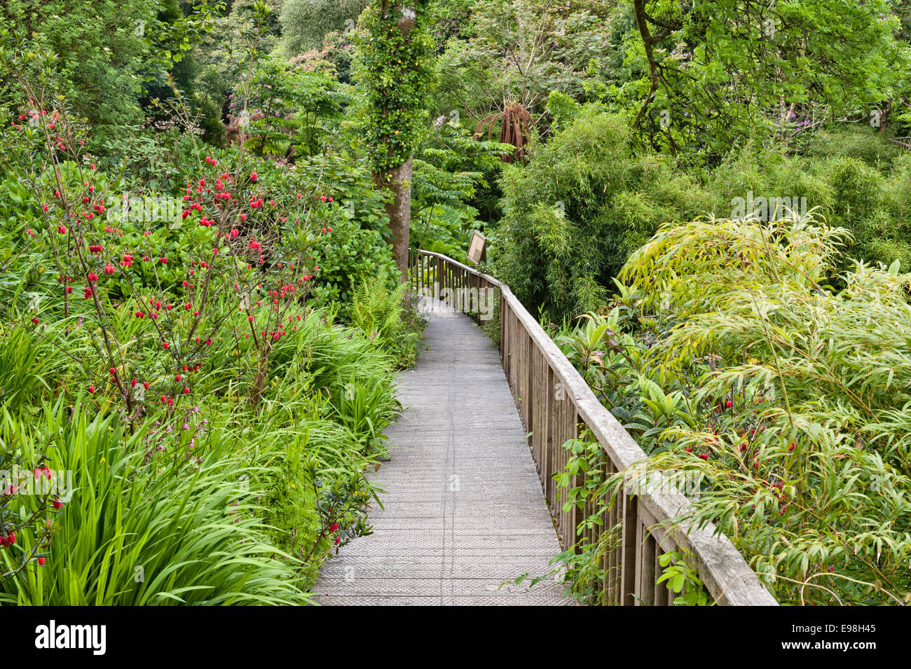 Die Lost Gardens of Heligan, Cornwall, UK. Eine Fußgängerbrücke im Dschungel Stockfoto