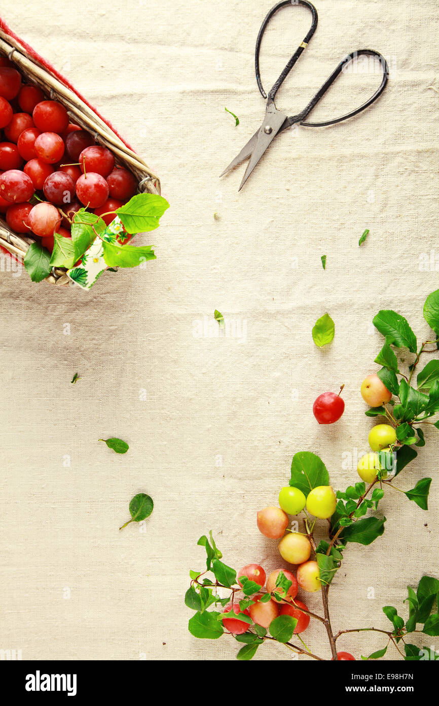 Draufsicht auf einen Korb gefüllt mit frischen kleinen gelben Pflaumen neben ein scharfes paar kleine Schere und ein Zweig mit angehängten frisches Obst beim Schneiden von Preiselbeeren des Werks frei Stockfoto