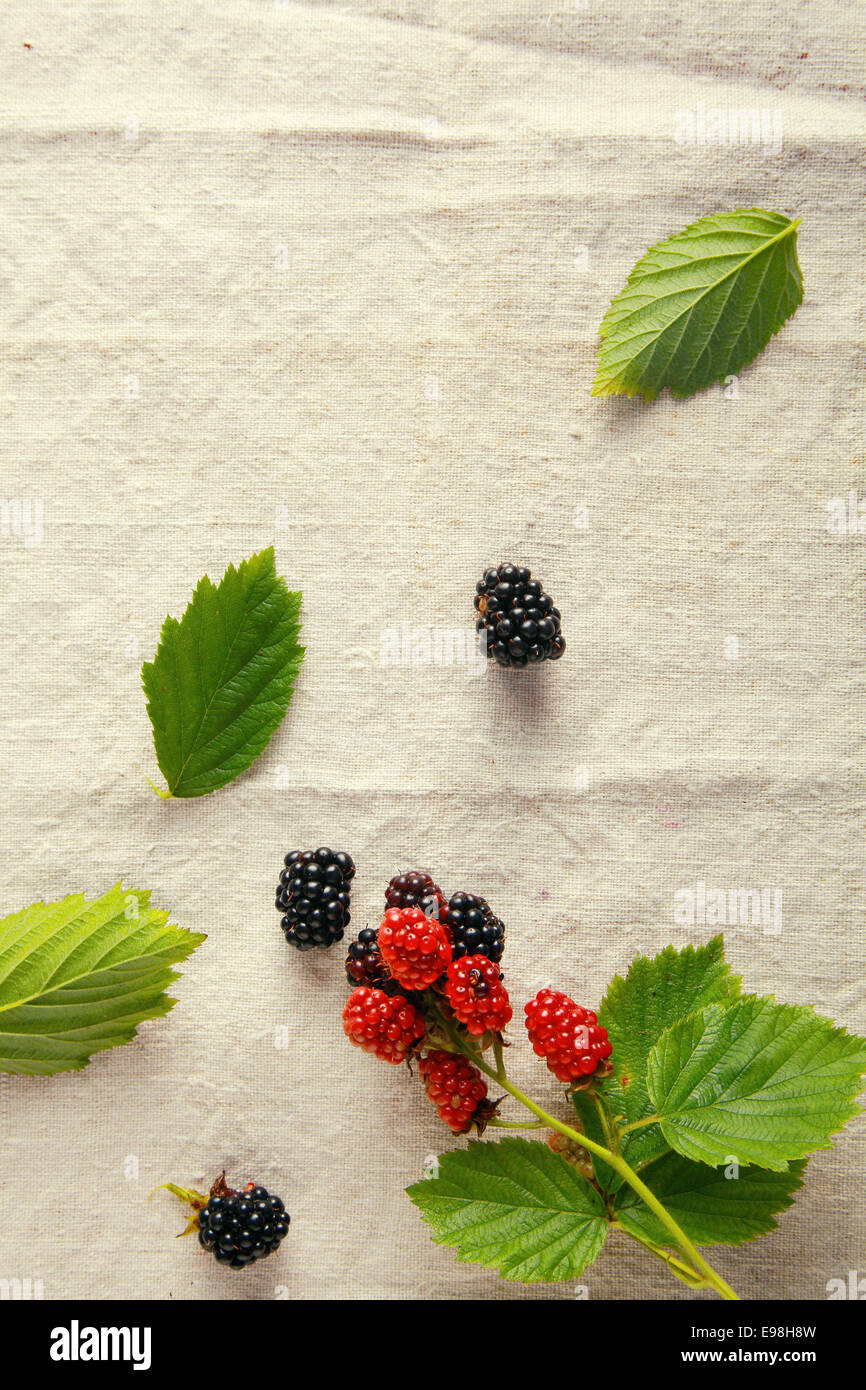 Frische süße rote und Blaue Beeren auf Vintage Tuch Hintergrund. Stockfoto