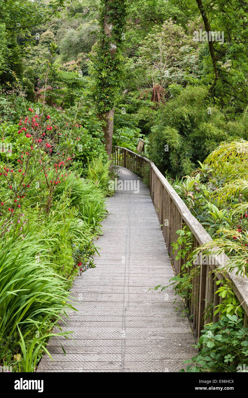 Die Lost Gardens of Heligan, Cornwall, UK. Eine Fußgängerbrücke im Dschungel Stockfoto