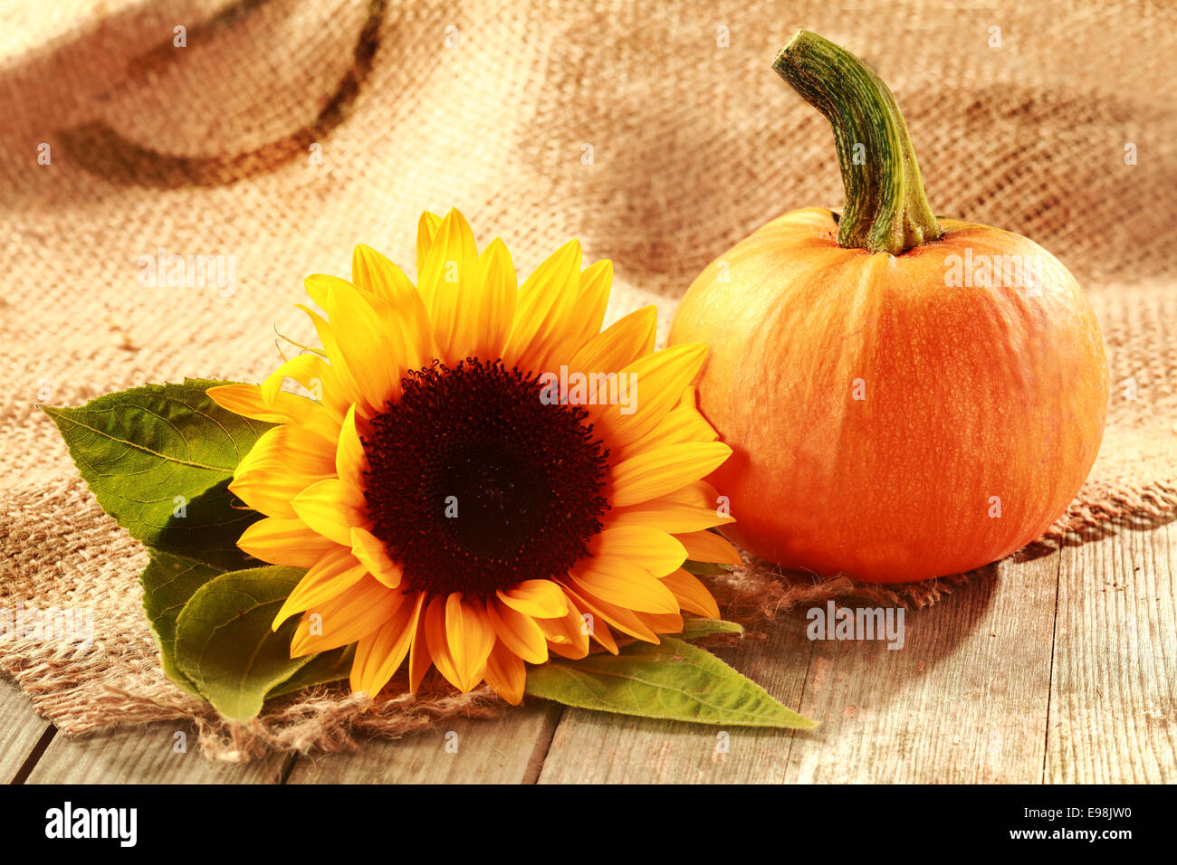 Rustikale Thanksgiving Hintergrund Exemplar mit einer bunten gelben Sonnenblume mit einem frischen Kürbis auf gewebte hessische Textil Stockfoto