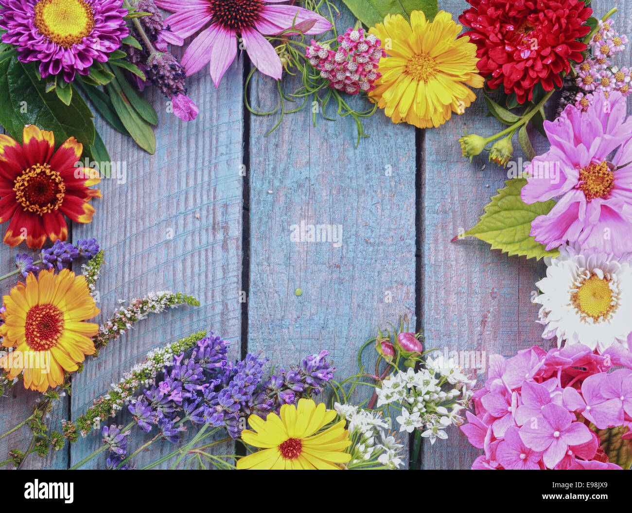 Bunte Rahmen der frischen sommerlichen Blumen arrangiert als Grenze auf rustikalen blau Holzbrettern mit Exemplar für Ihren text Stockfoto